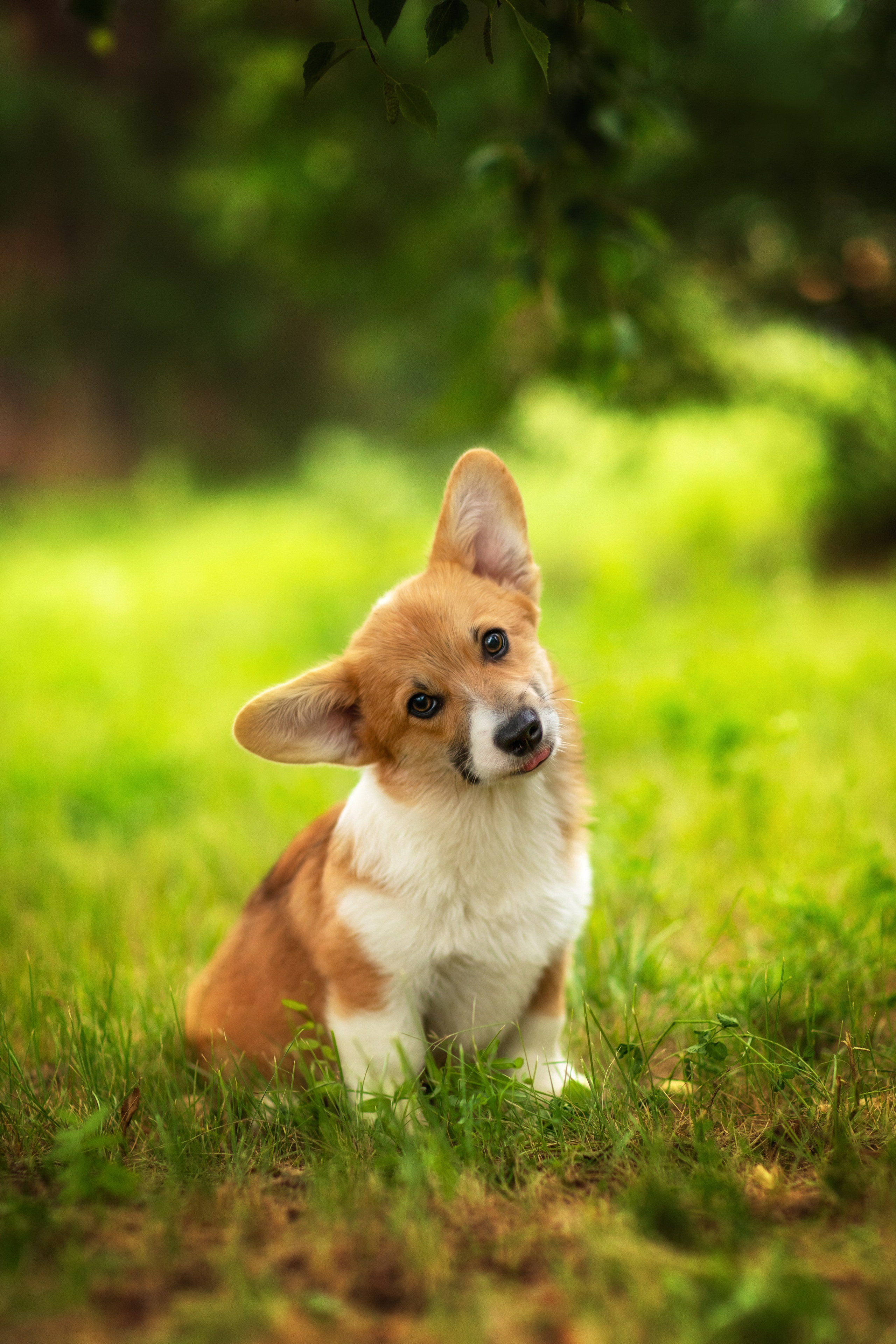 Фотосессия щенков. Фотограф для Вашей собаки