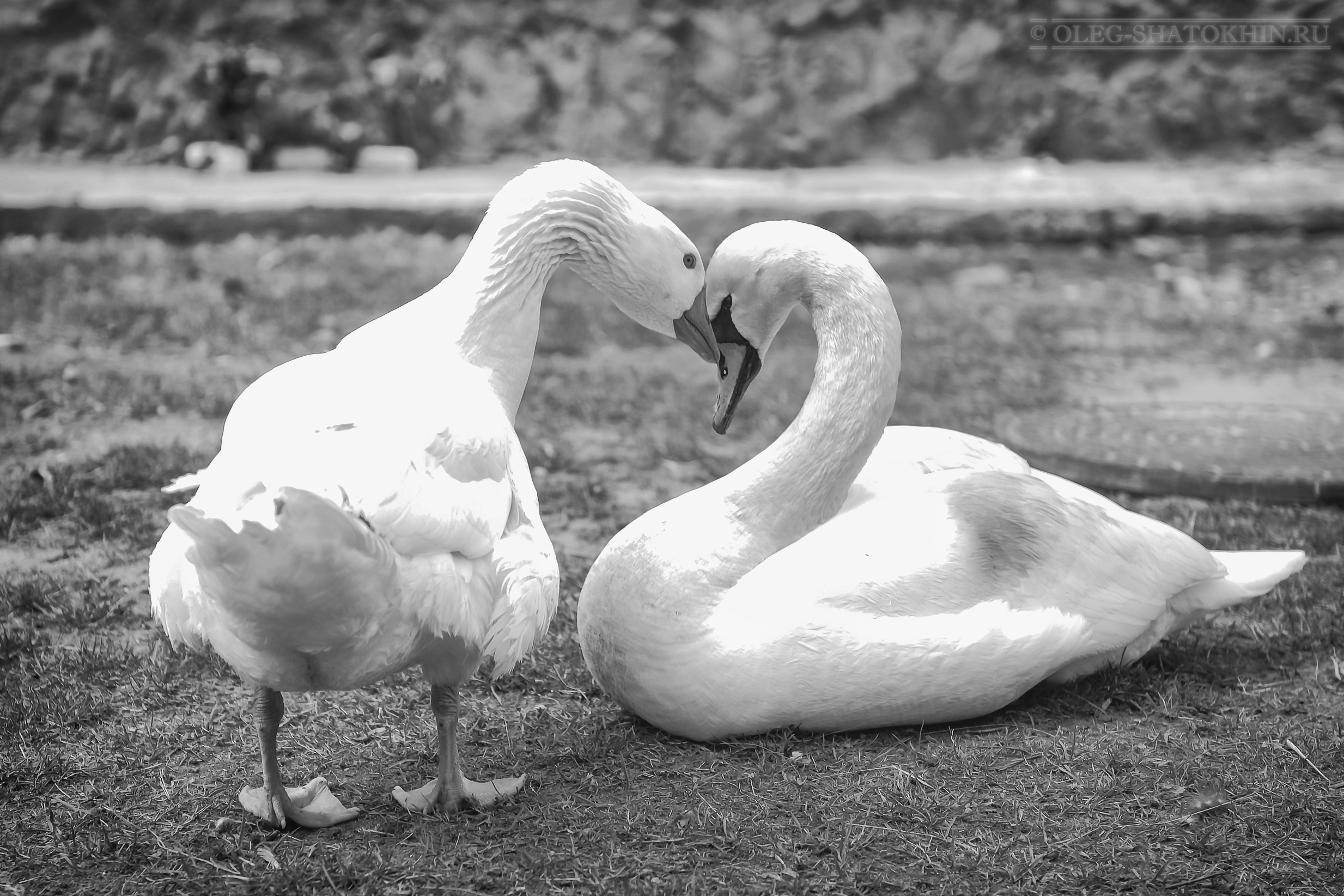 Пейзажи. Свадебный фотограф Олег Шатохин  Москва и Московской область