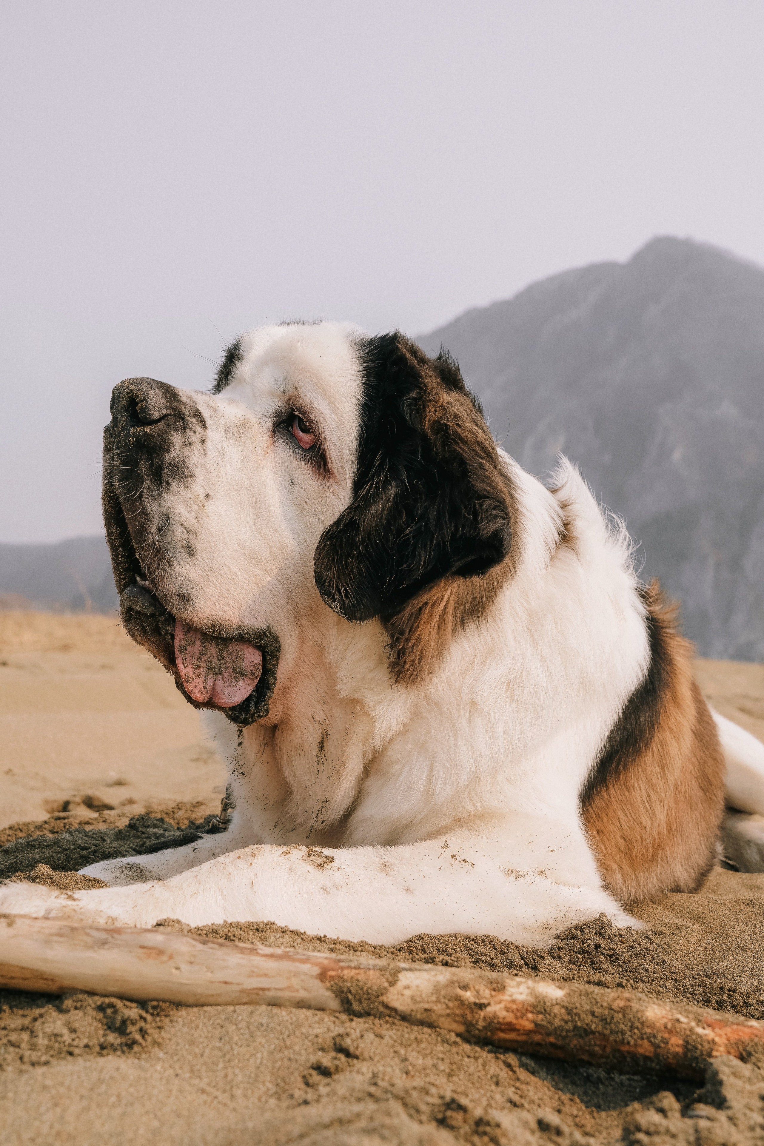 Мария и Чак. Семейный фотограф анималист г. Находка