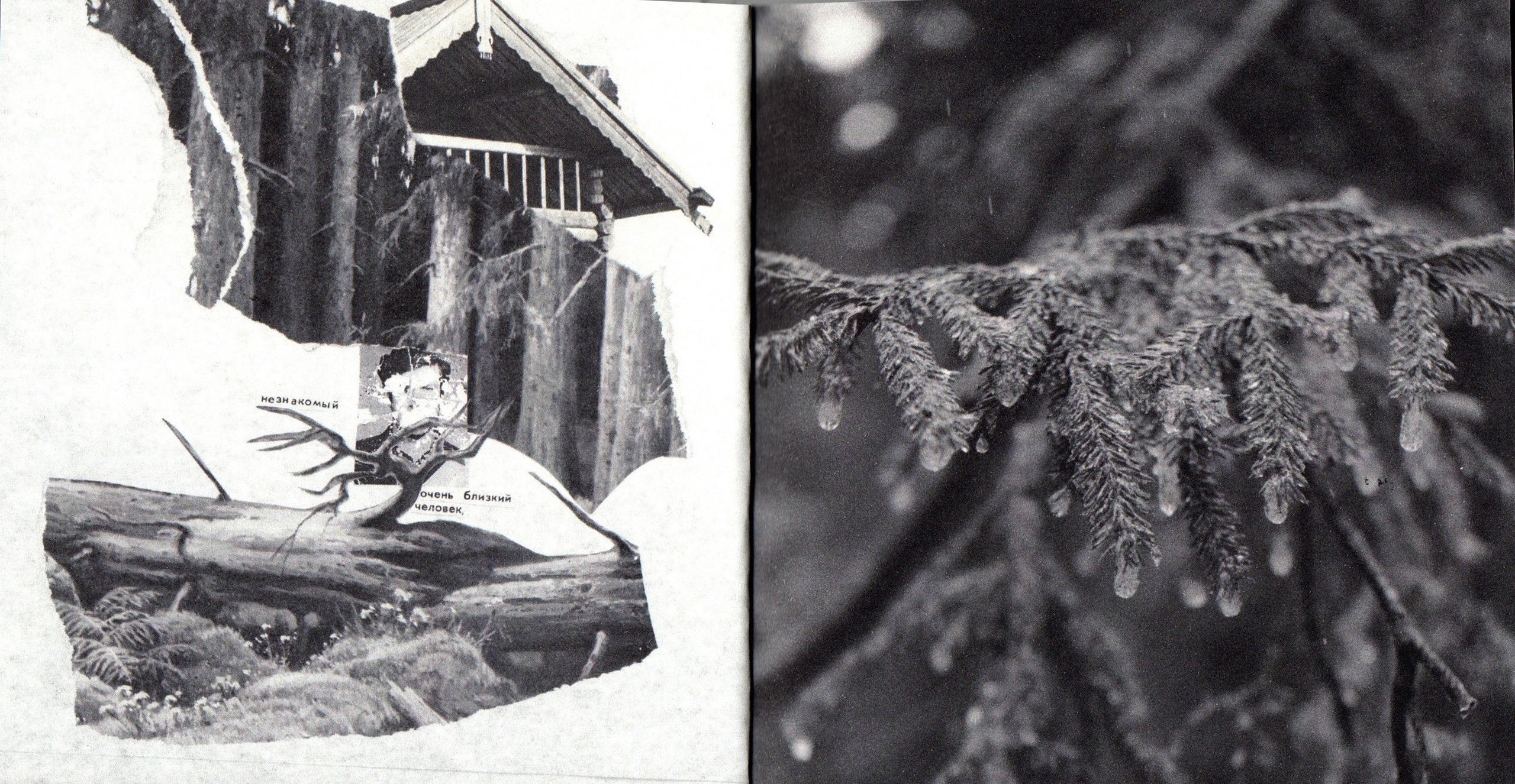 Деревья, которые дают сил. Фотограф Анна Кирнос