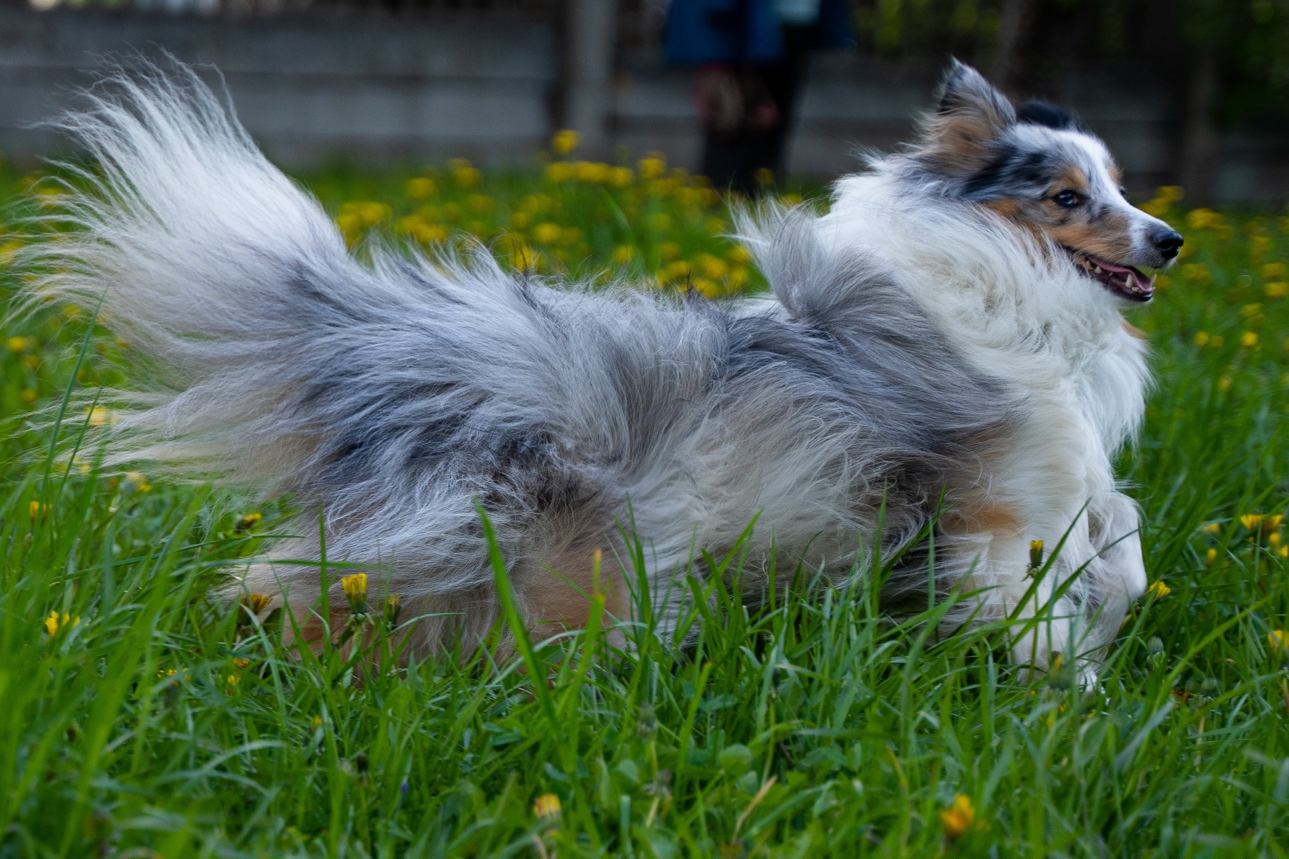 Прогулки. Фотограф-анималист, портретный фотограф в Чебоксарах Мария Садыкова