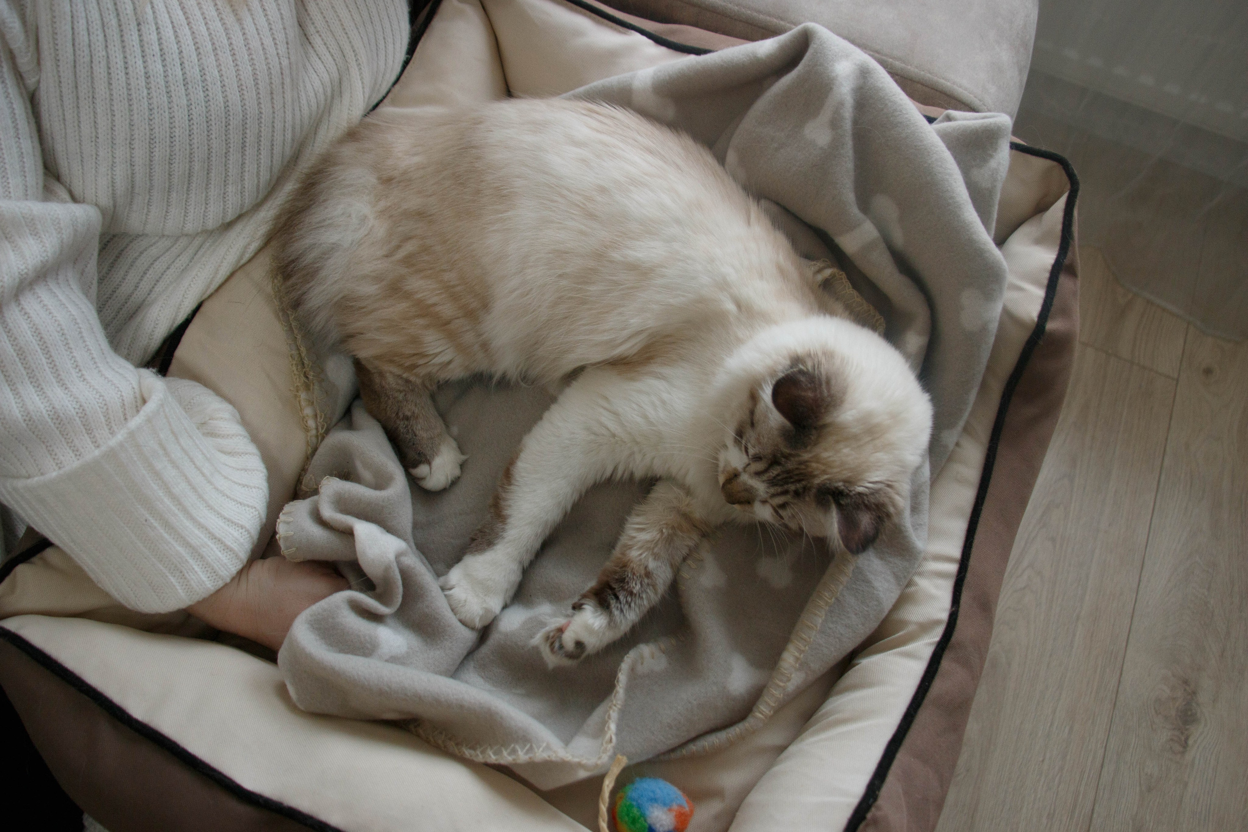 Kristina & Miya. Бережно сохраняю ваши чувства и истории на своих фотографиях