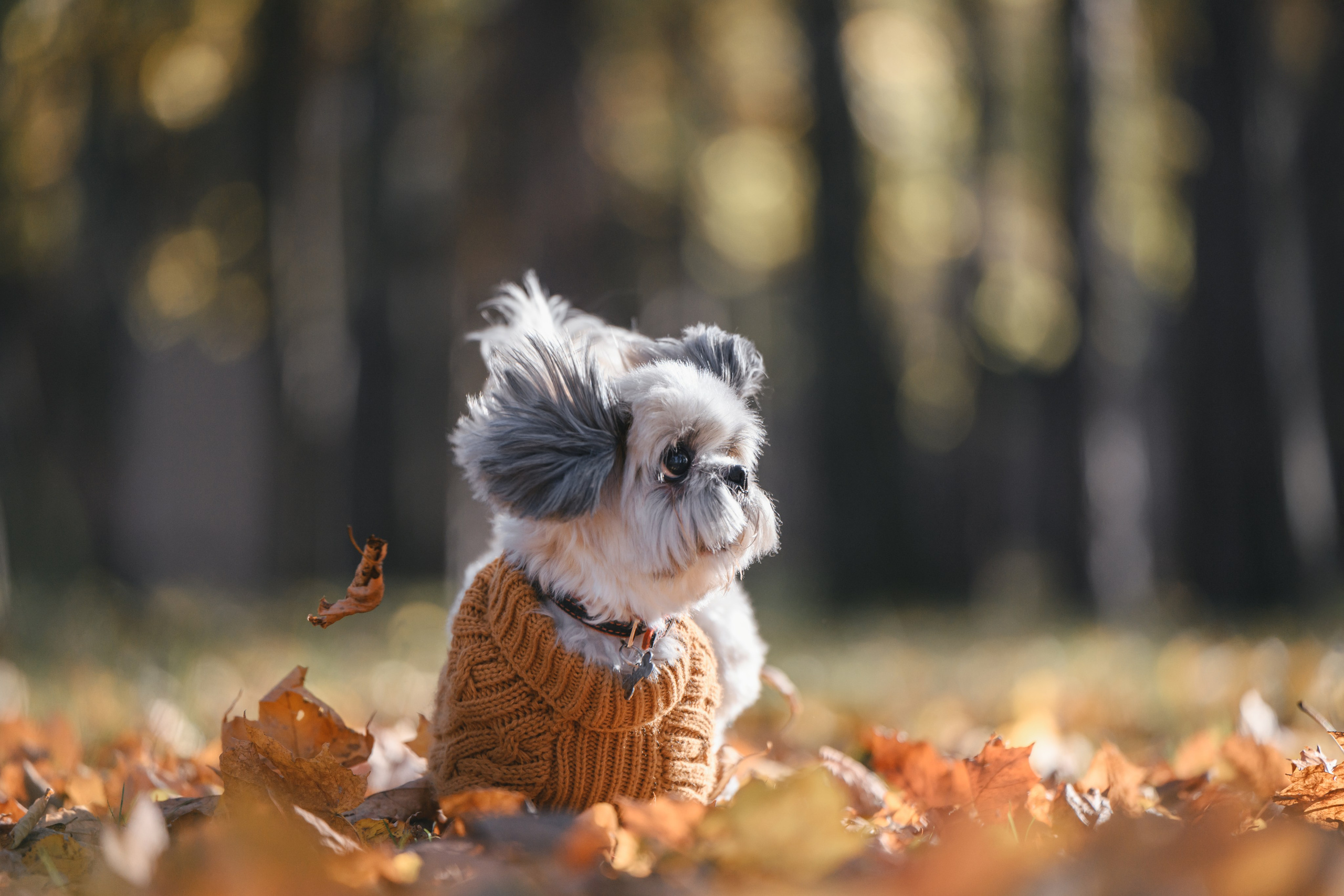 Ирина и Винни. Фотограф Анималист в Москве Анастасия Жучкова