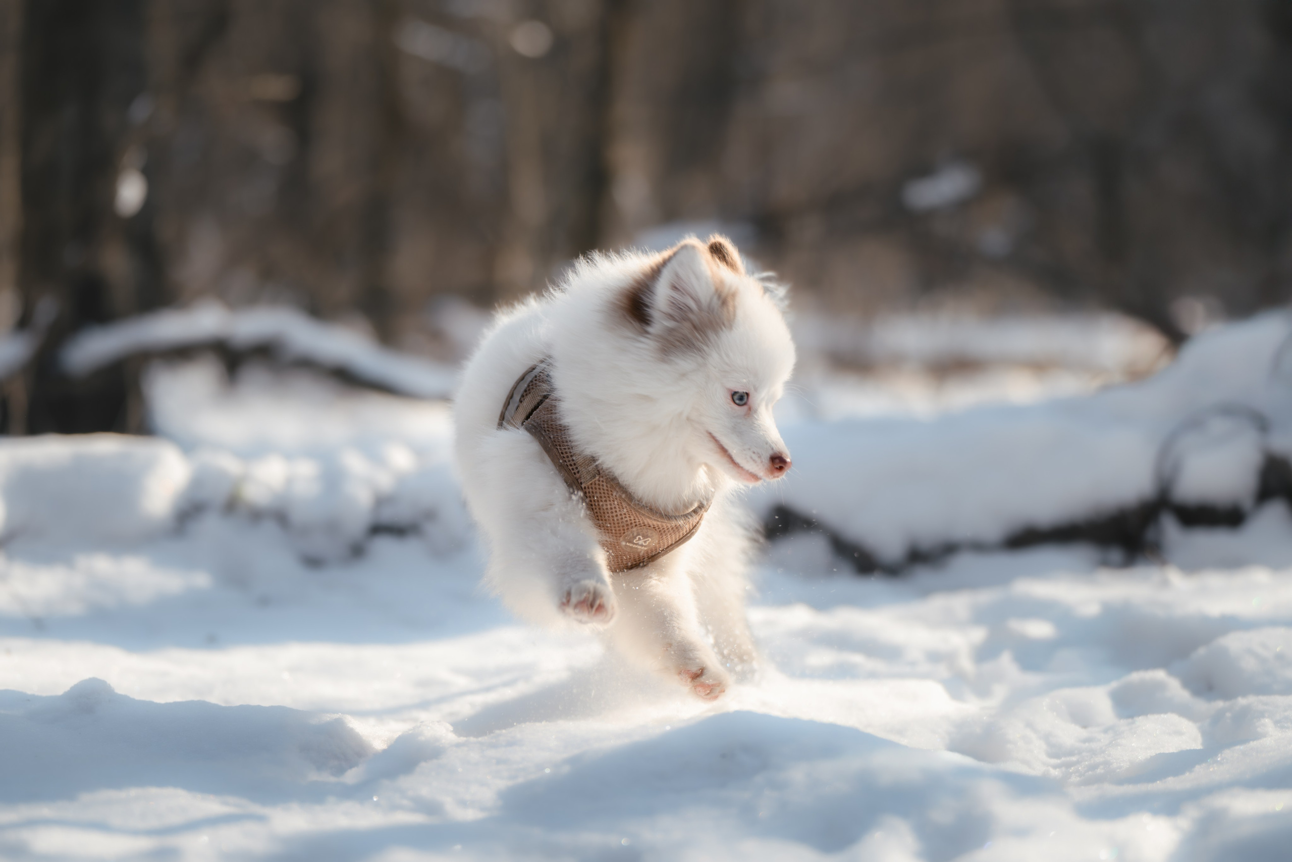 4 щенка помски. Прогулка в лесу. Фотограф Анималист в Москве Анастасия Жучкова