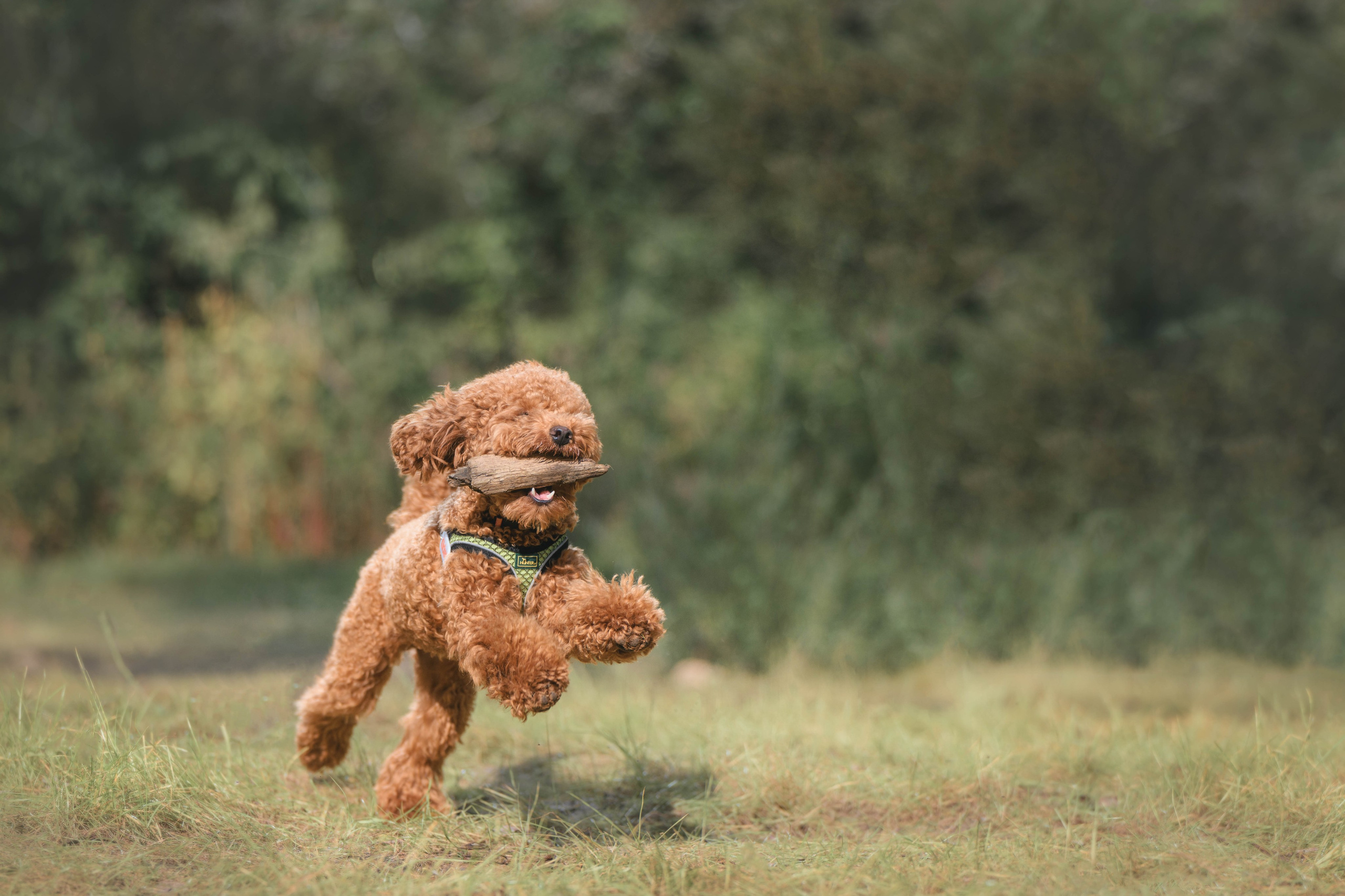 Пудель. Фотограф Анималист в Москве Анастасия Жучкова