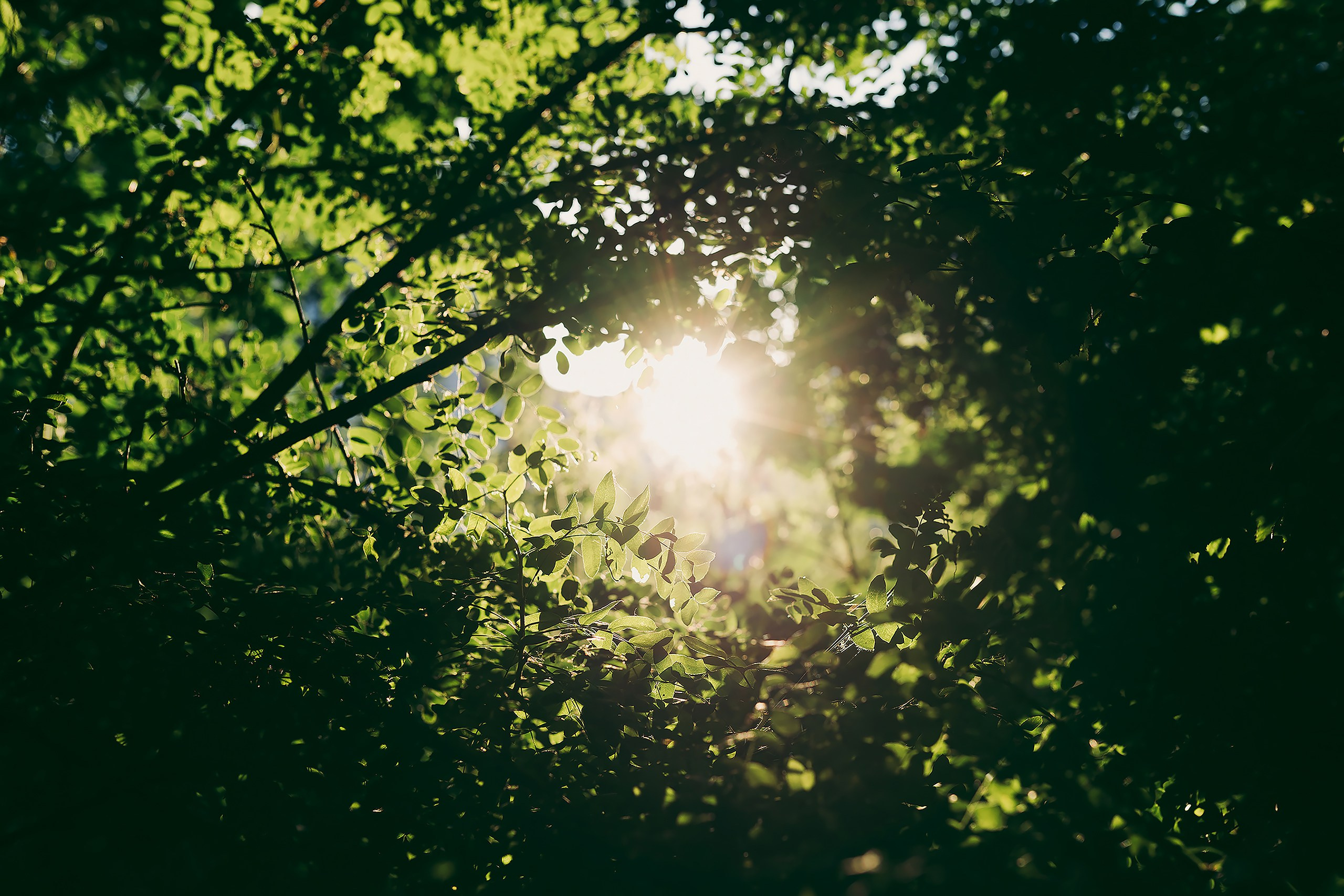 Прогулка на закате. Фотограф Владимир Орлов