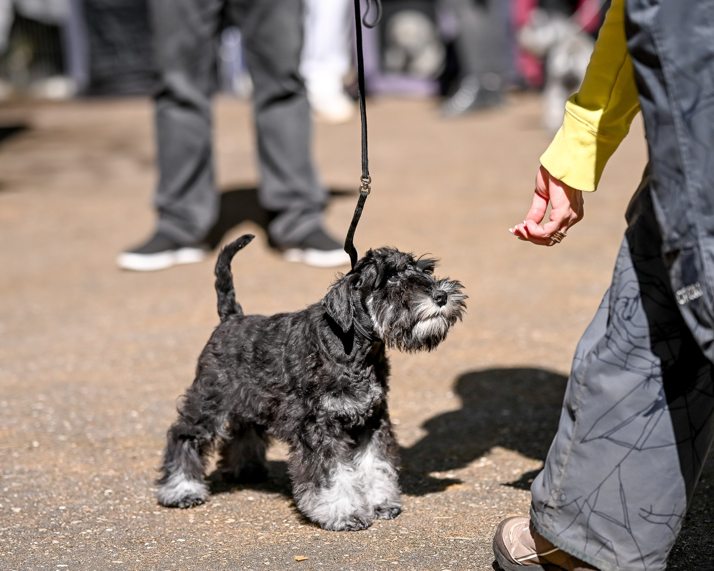 Delinso Balance Chivas Regal (Li Mu Zi Chinese Dragon x Delinso Balance Onyrico Tahoe)