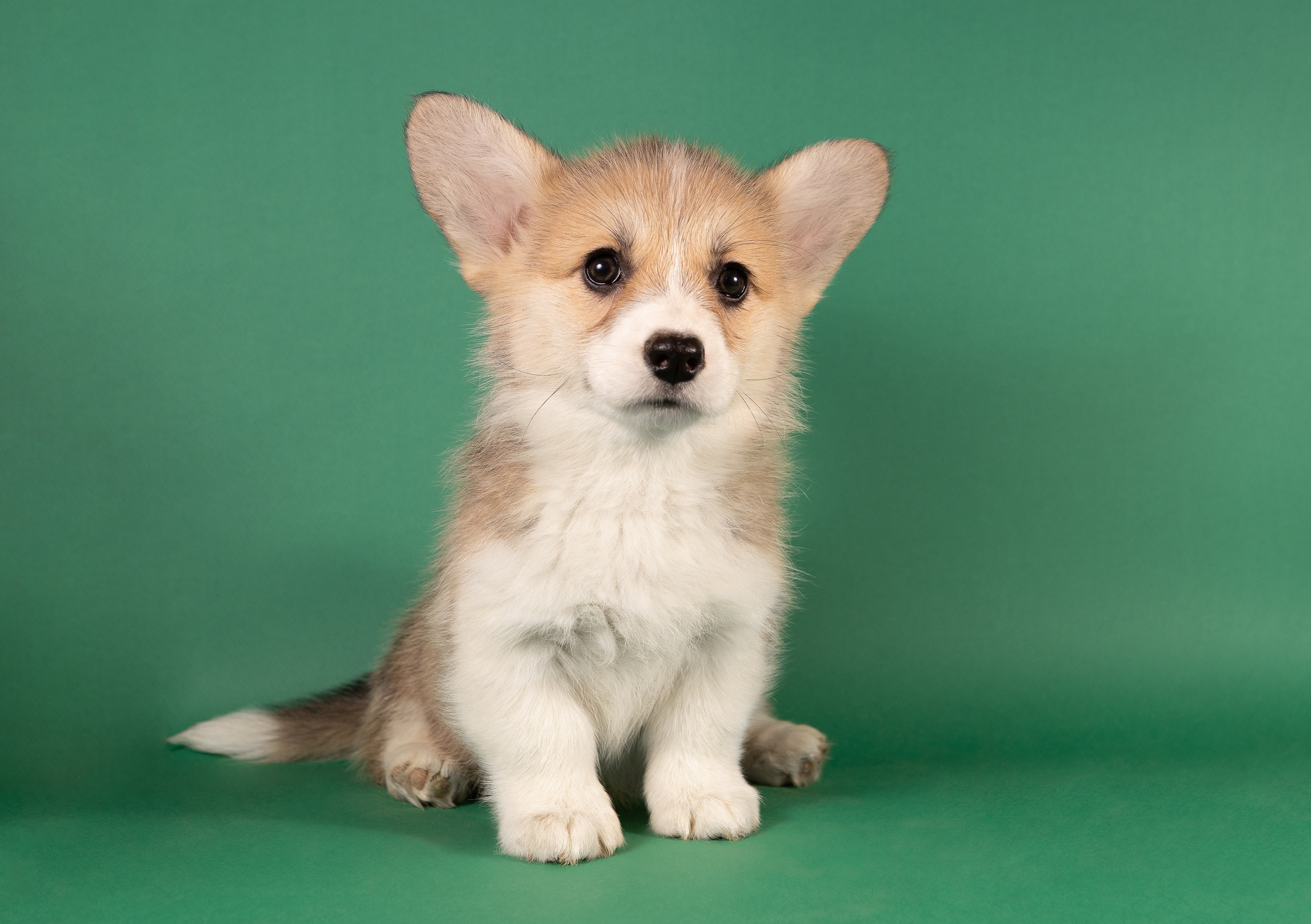 Корги (студия). Фотограф-анималист в Москве, МО и Владимире