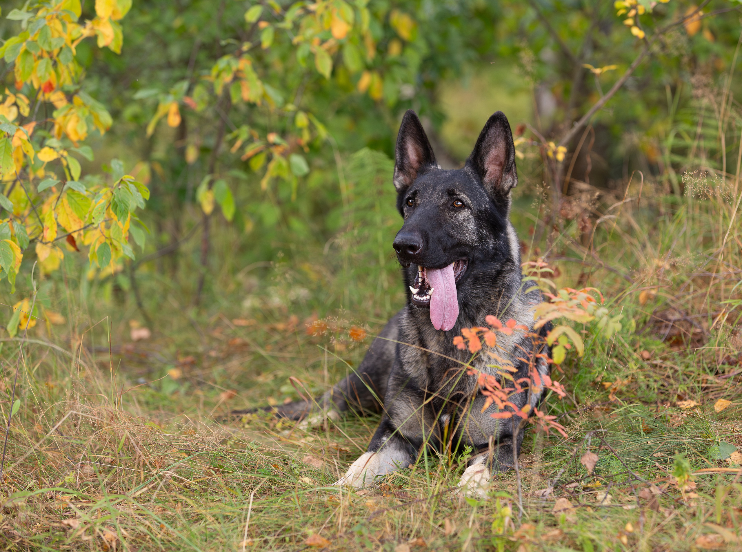 Корги и ВЕО осенью. Фотограф-анималист в Москве, МО и Владимире
