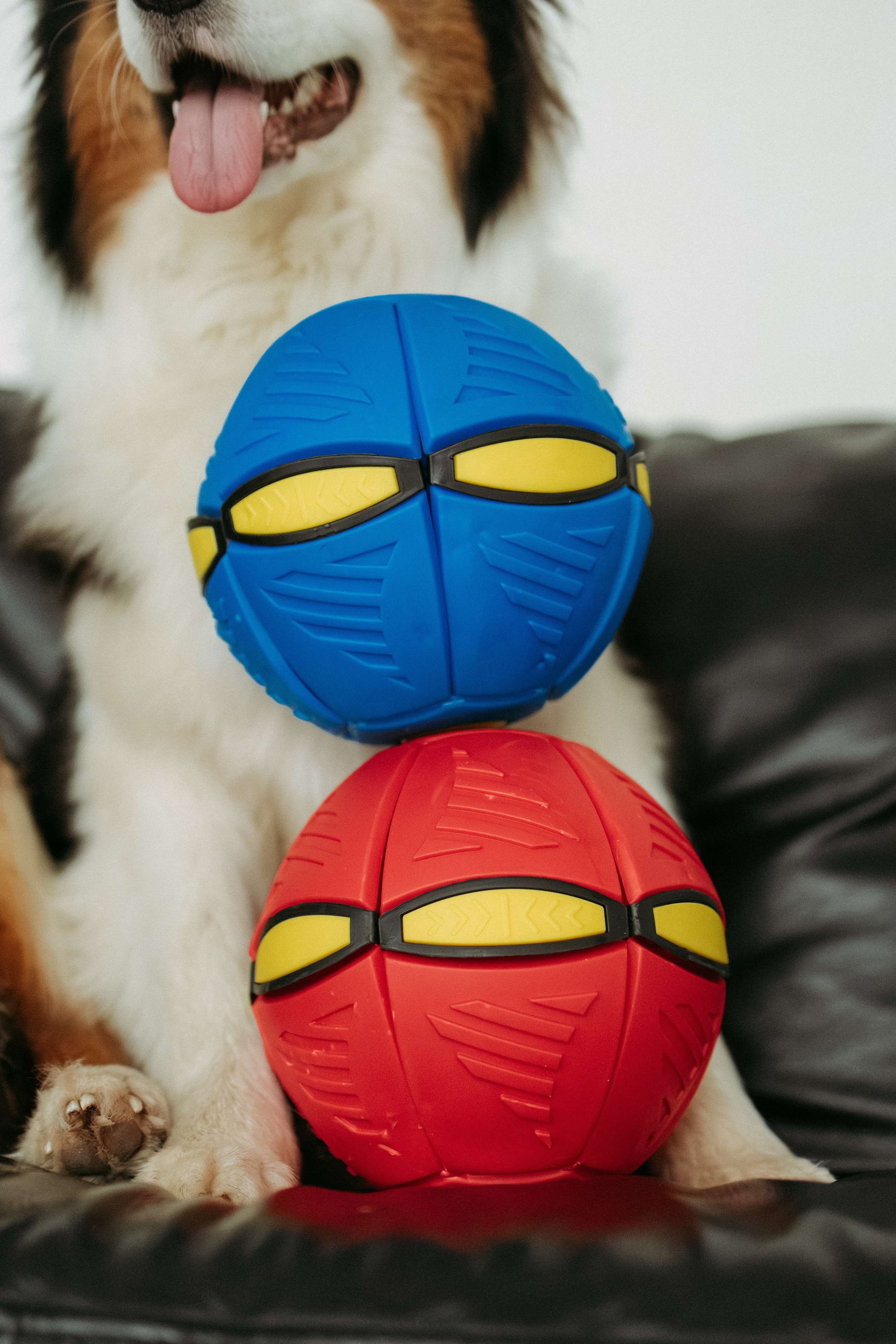 Мячи-попрыгуны. Фотораф — анималист Мария Шистка