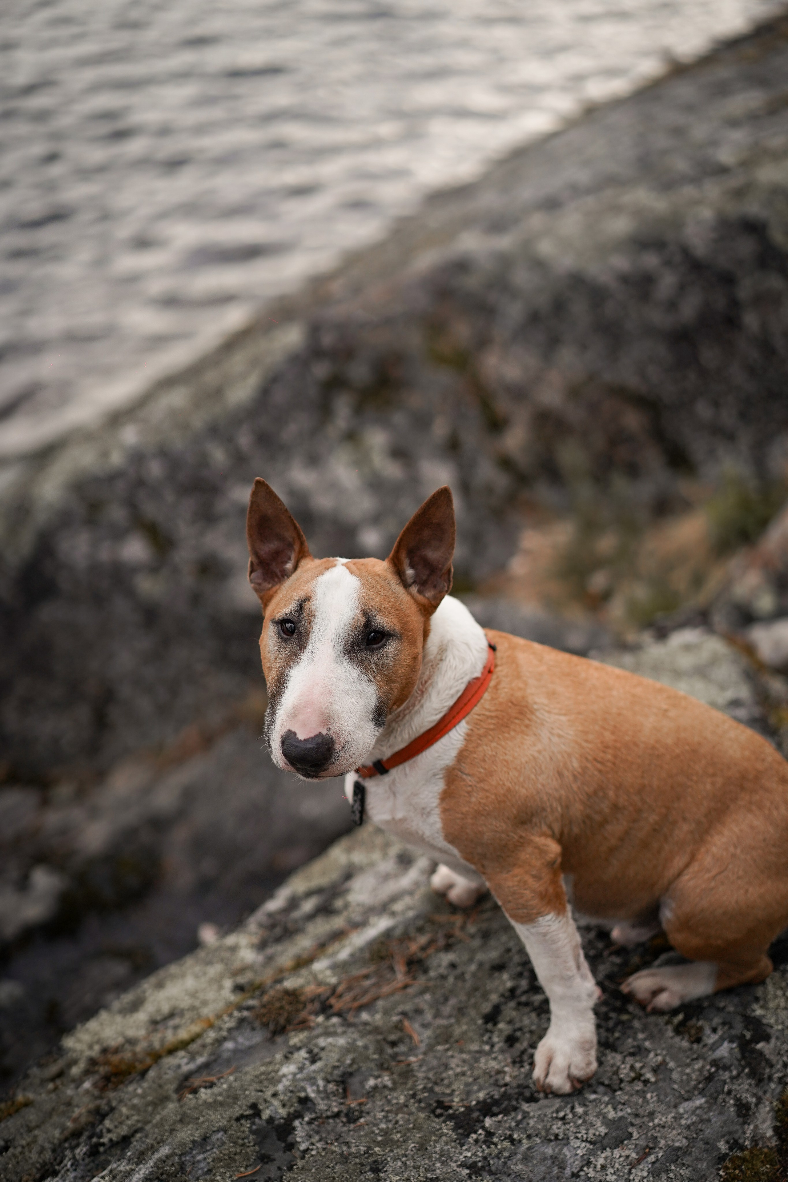 Панда и Юни в Карелии. Фотограф-анималист в Санкт-Петербурге Яна Мартынова