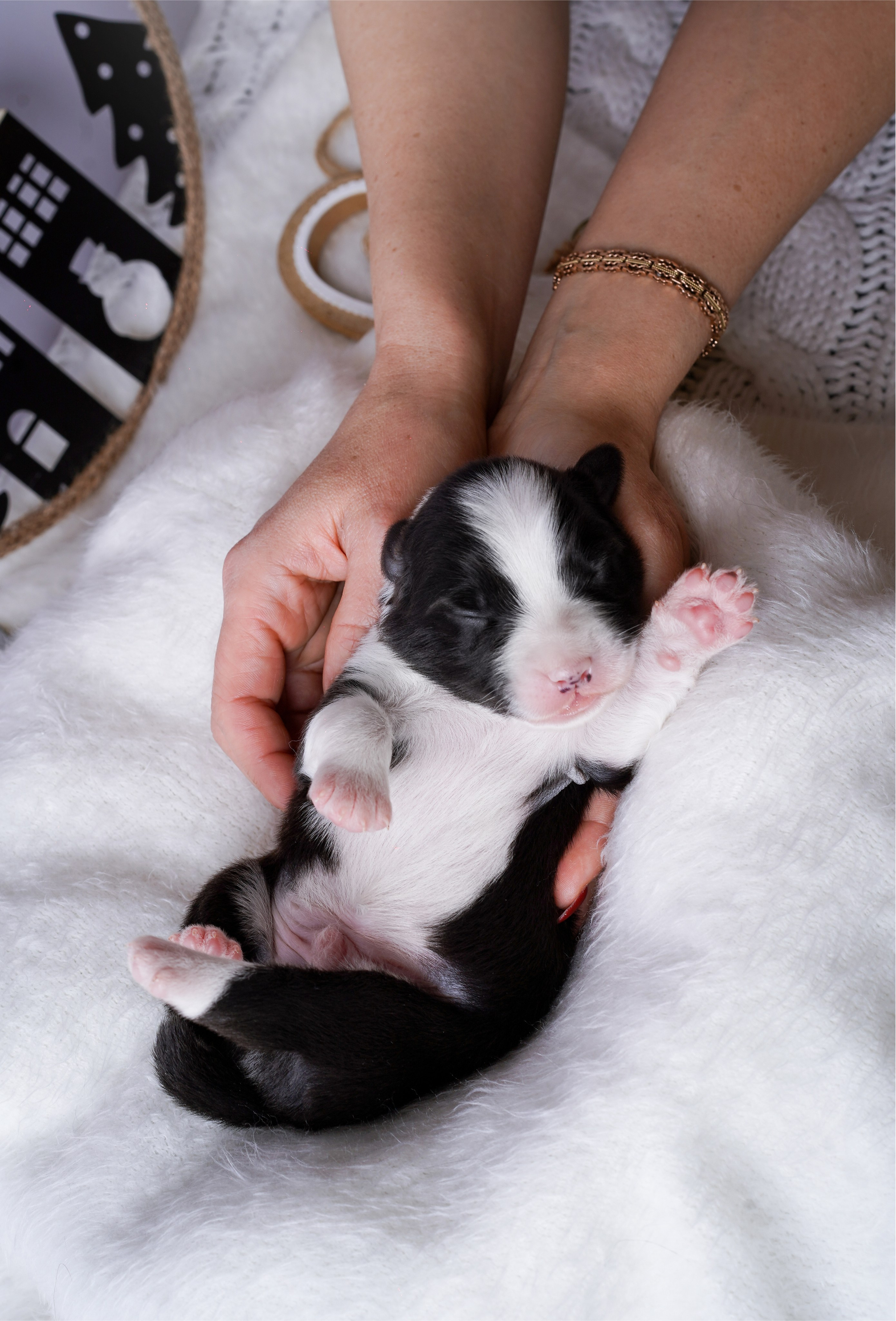 Щенки австралийской овчарки. Фотограф-анималист в Санкт-Петербурге Яна Мартынова