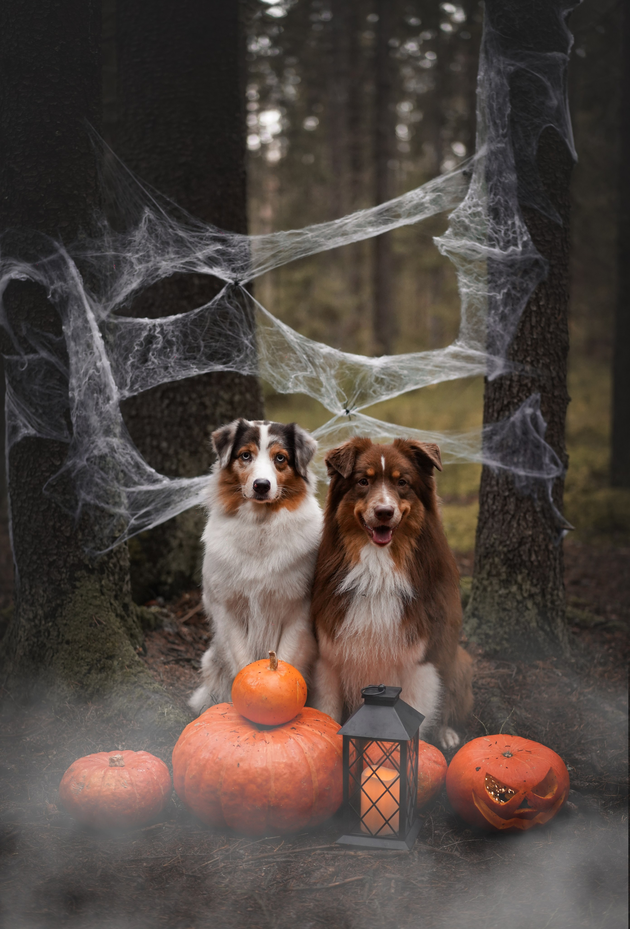 Аусси Хэллоуин 24. Фотограф-анималист в Санкт-Петербурге Яна Мартынова