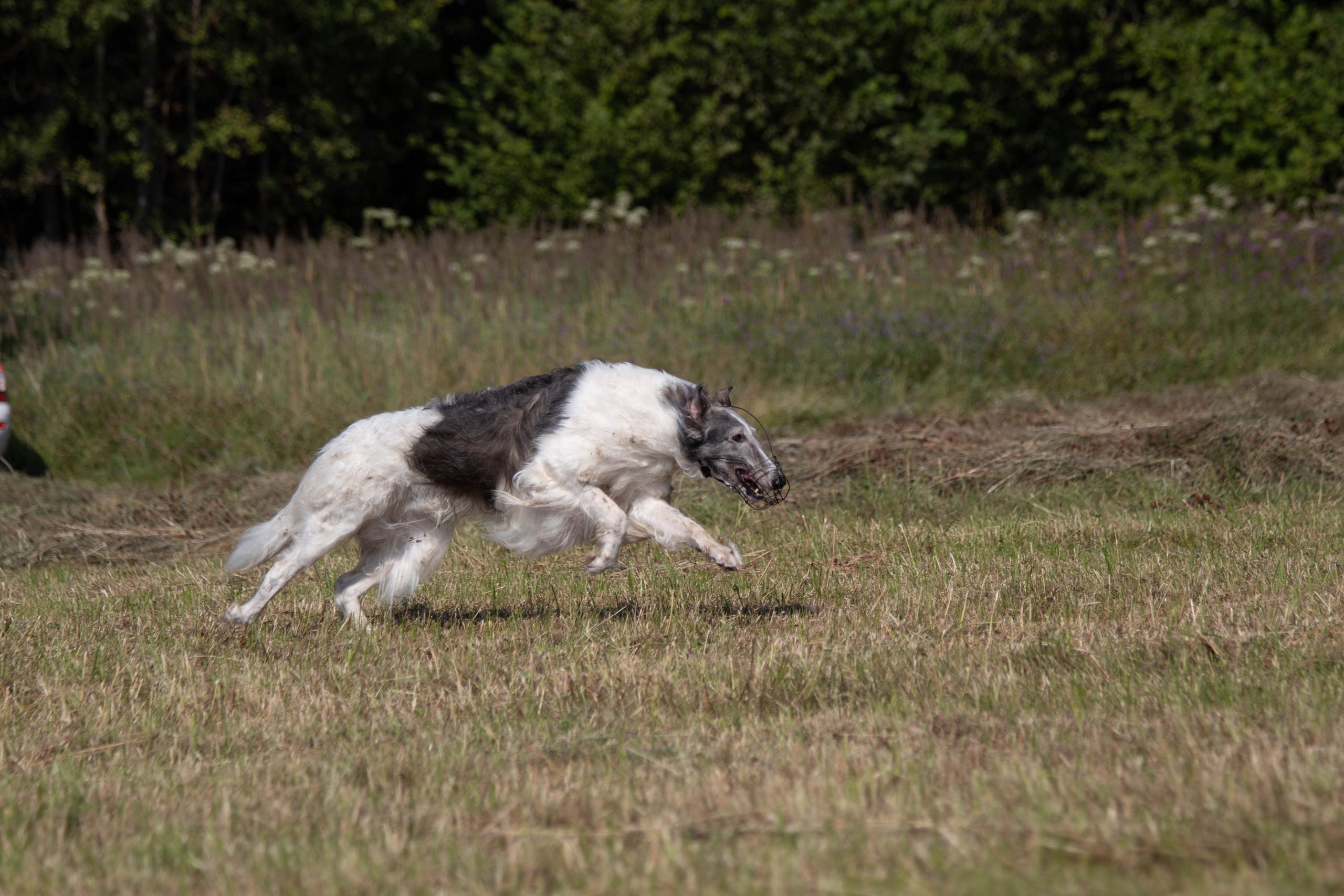 Фотосессии с животными в Туле. Фотограф анималист — Тула, Москва