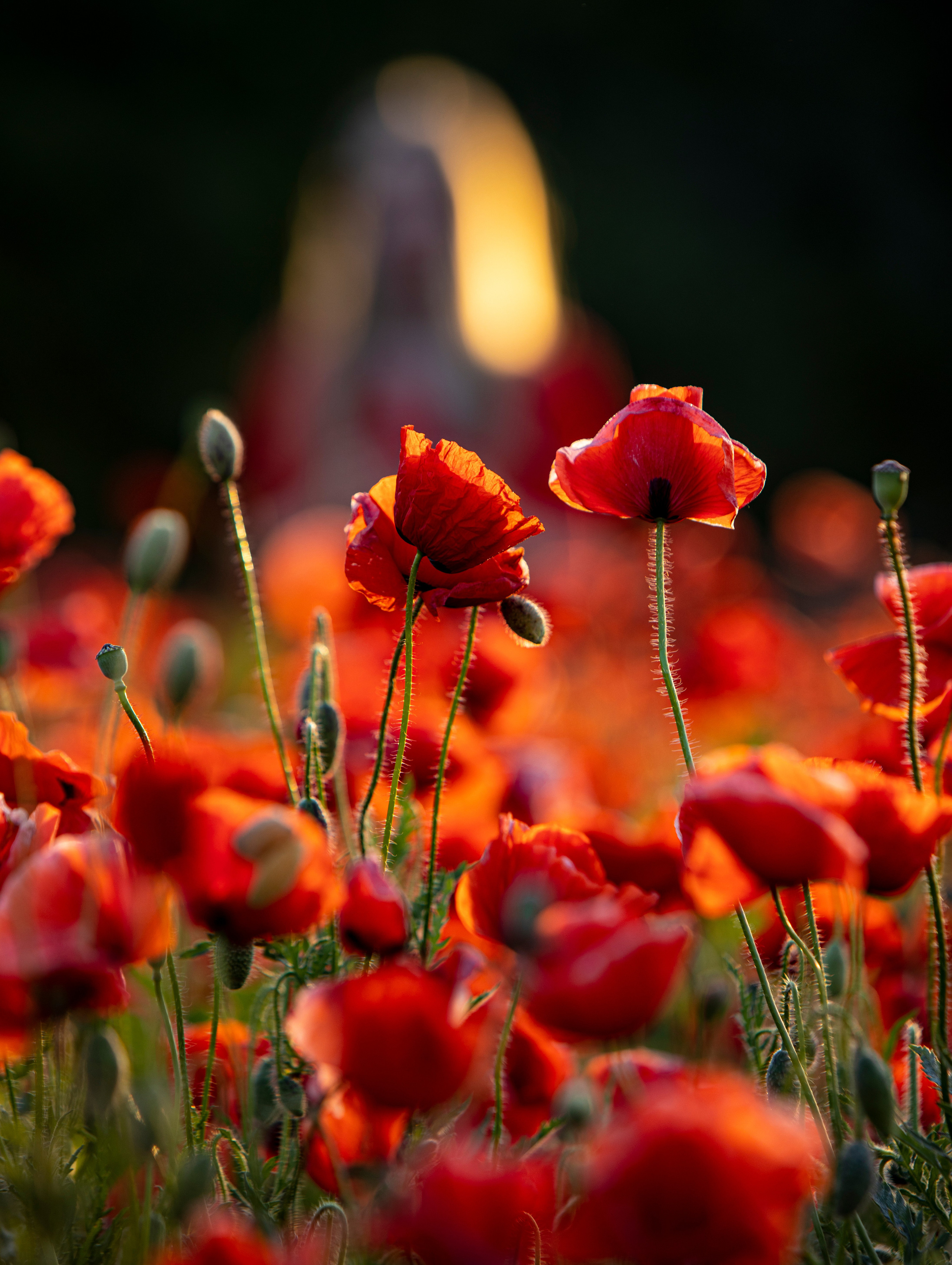 Настроение «лето». Фотограф Елена Варзиева