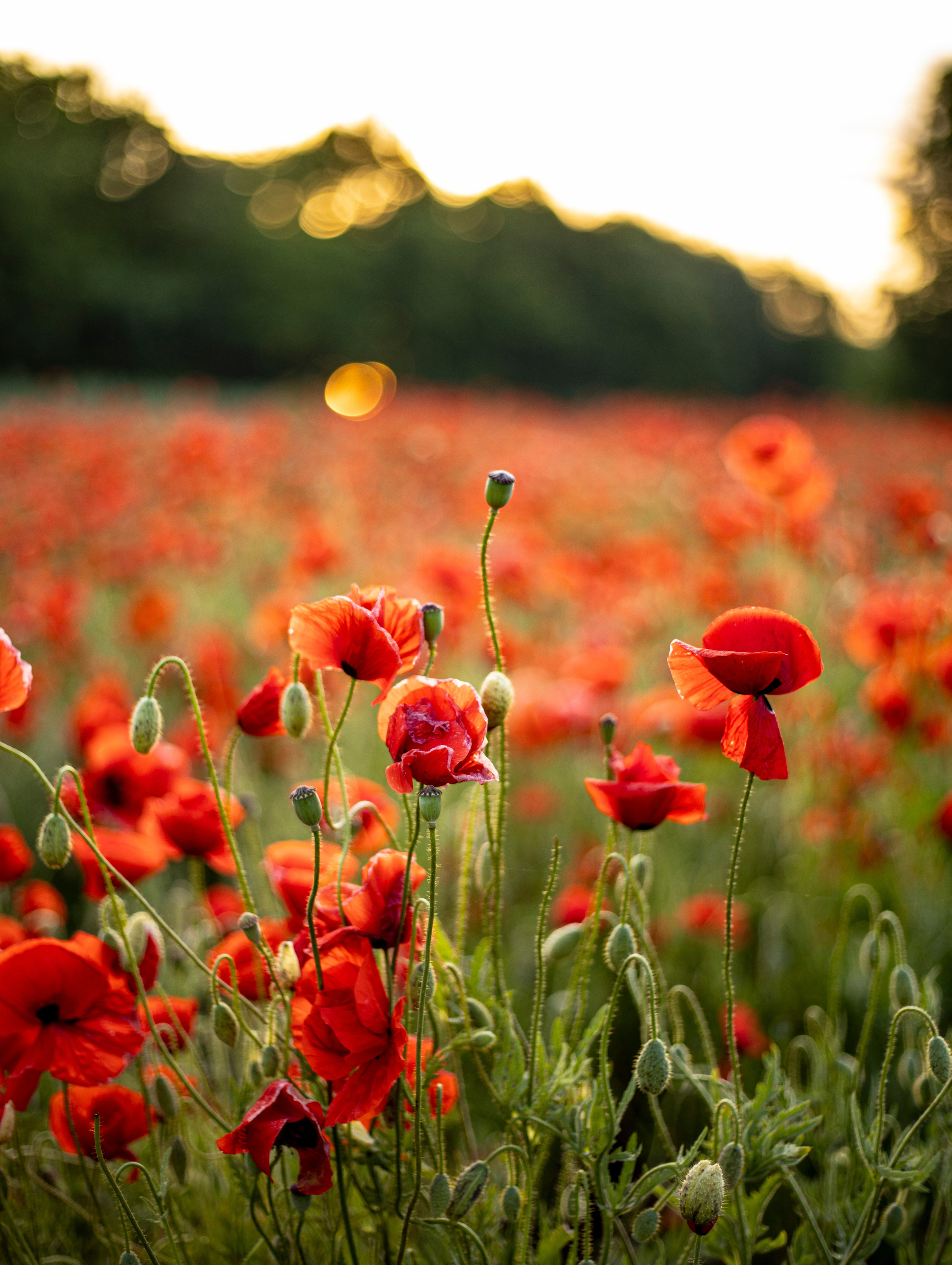 Настроение «лето». Фотограф Елена Варзиева