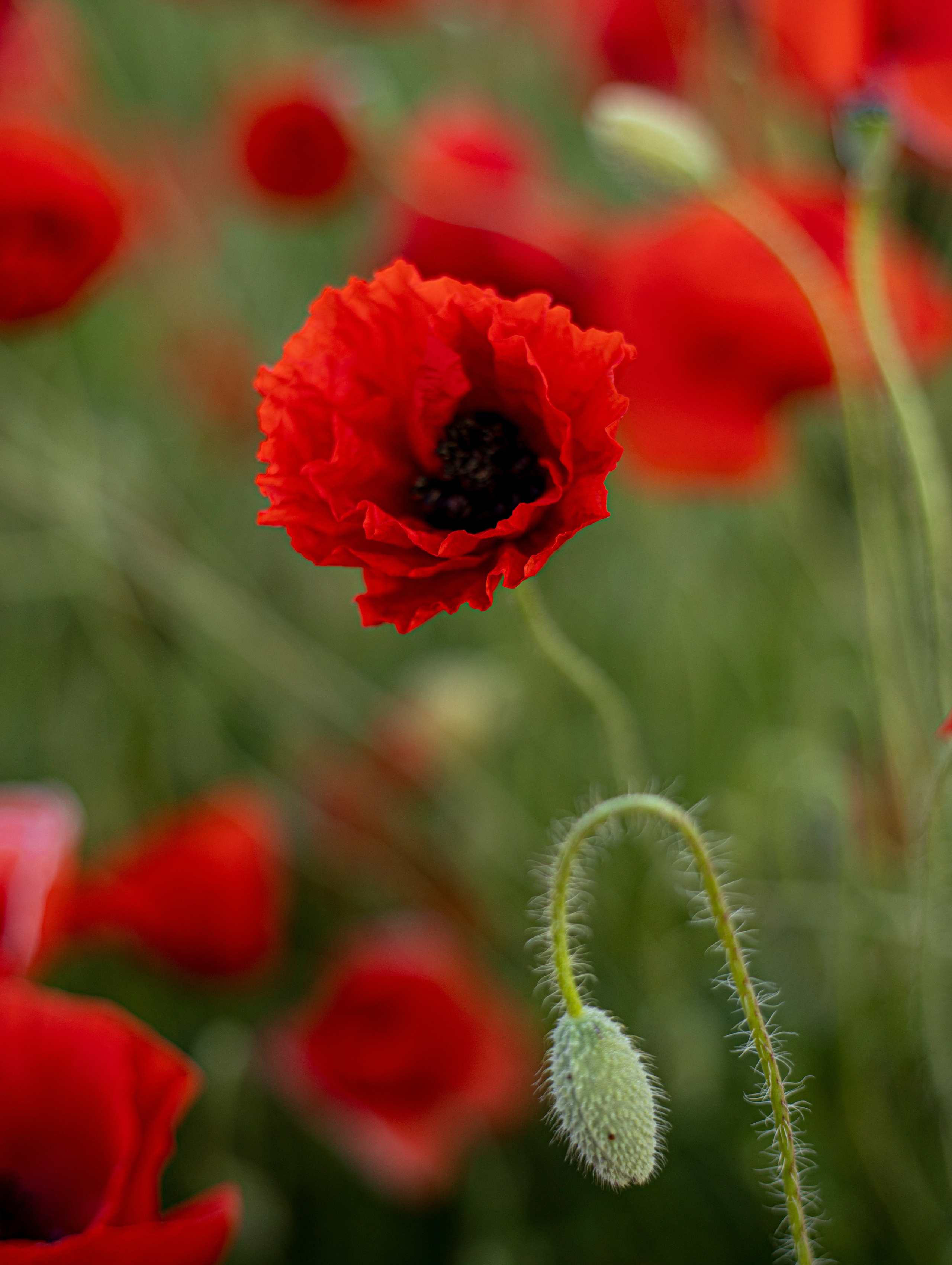 Настроение «лето». Фотограф Елена Варзиева