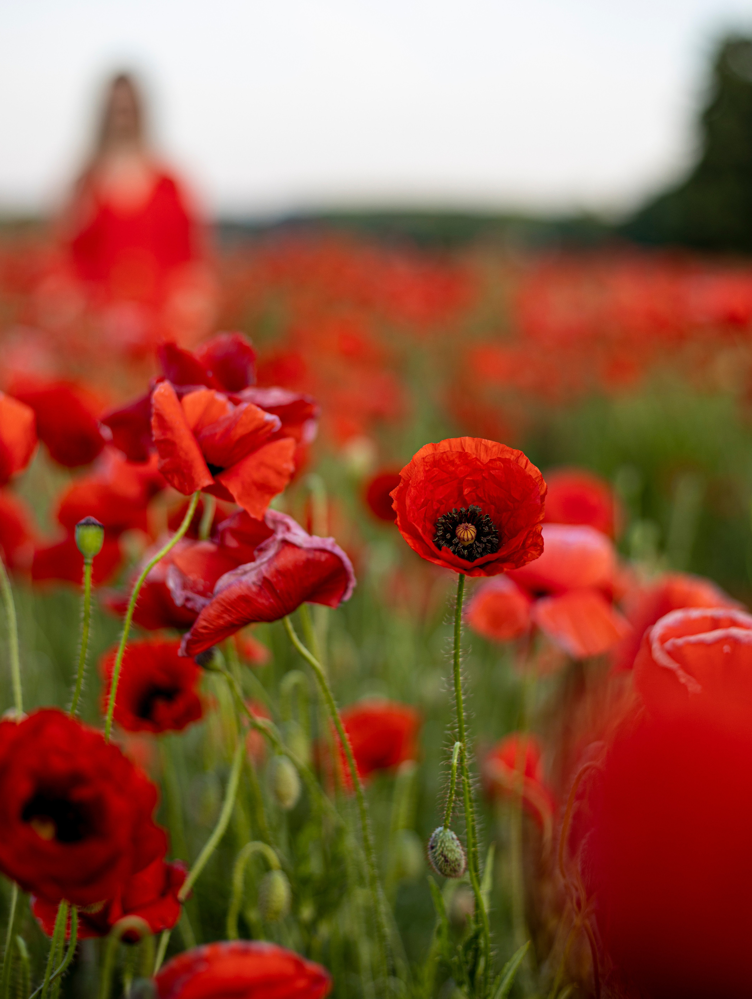 Настроение «лето». Фотограф Елена Варзиева