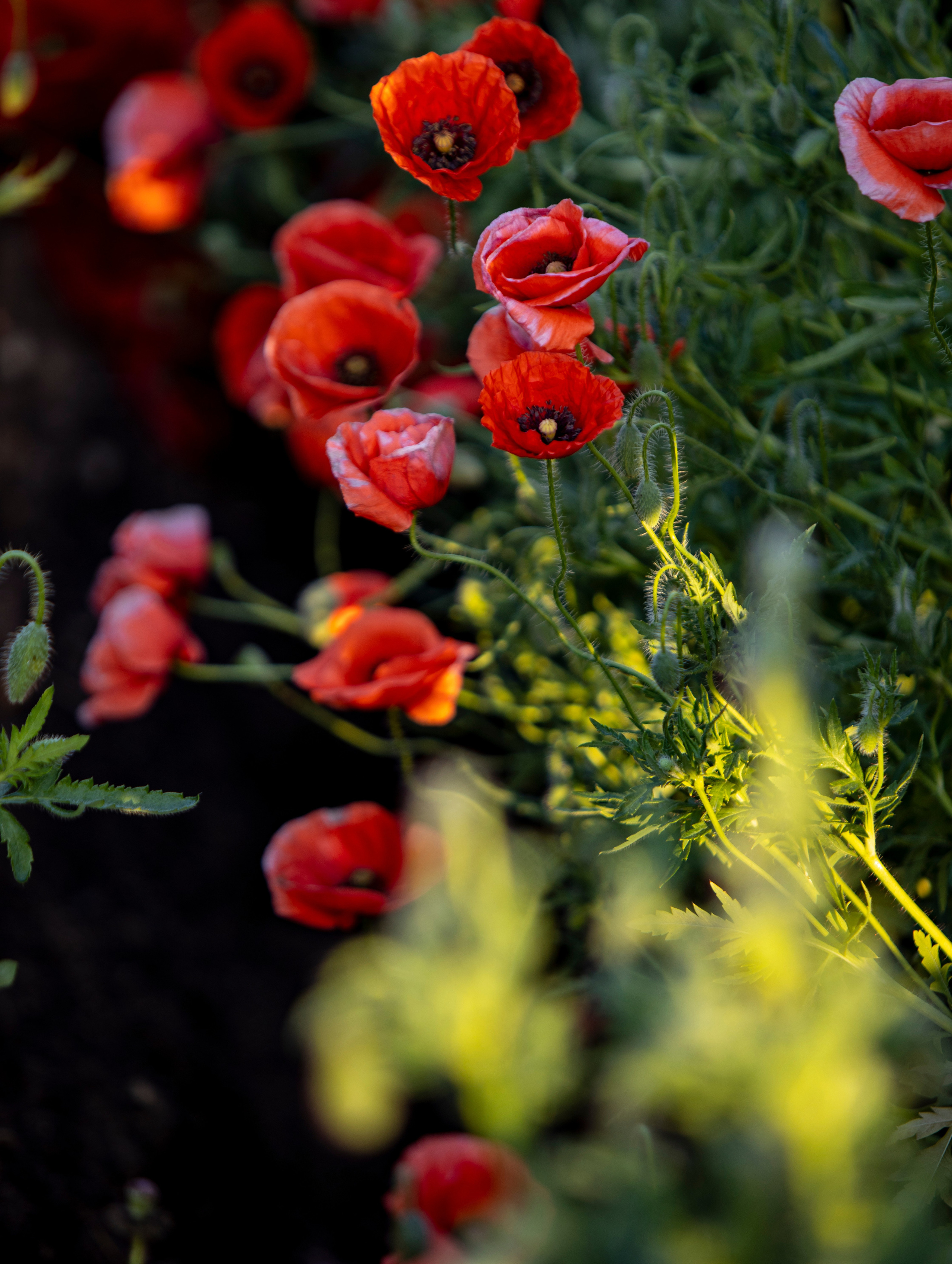 Настроение «лето». Фотограф Елена Варзиева