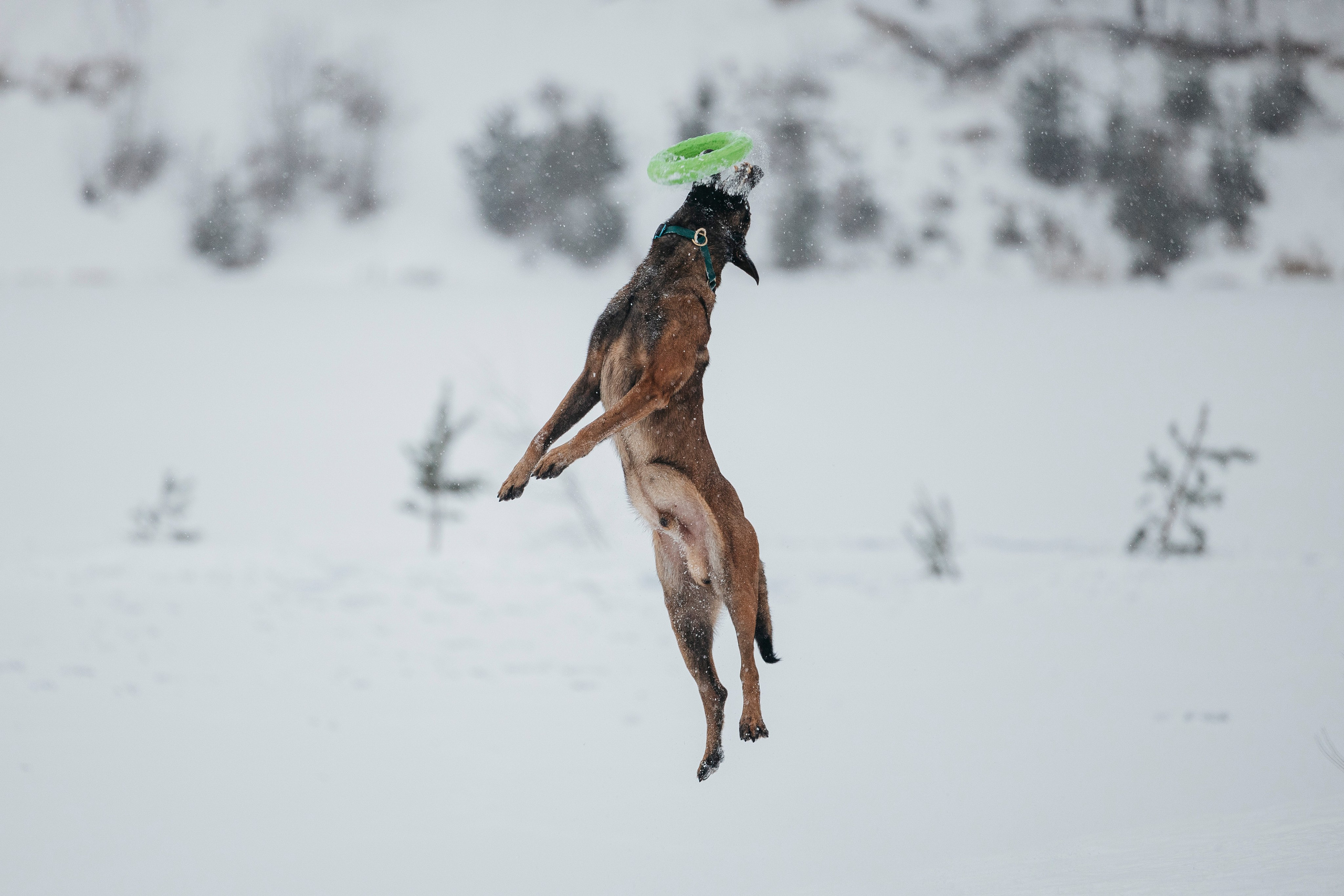 Карьер. Фотограф-анималист Анна Маринич