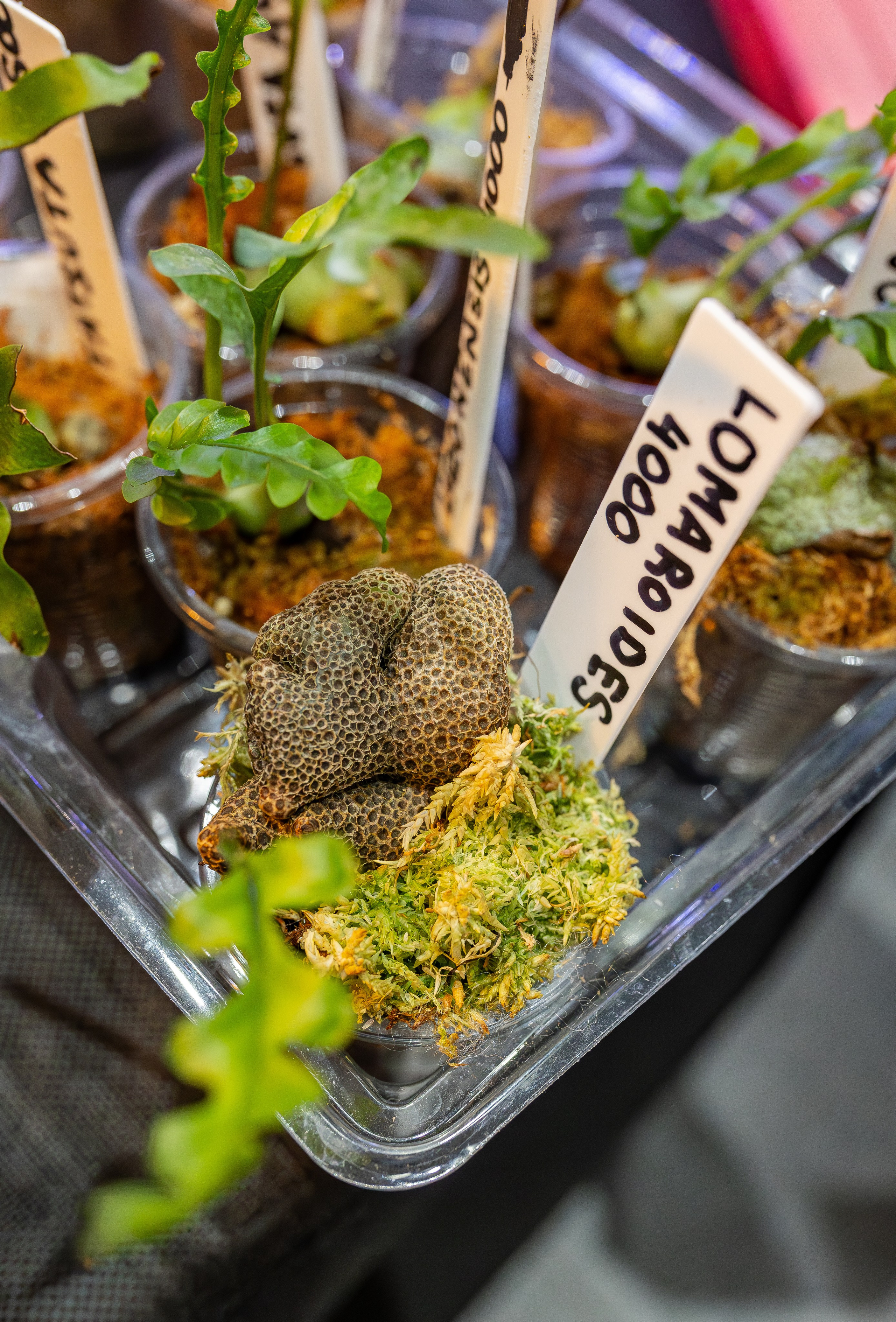 Монстериум апрель 2026. Александра Куликова фотограф, Москва