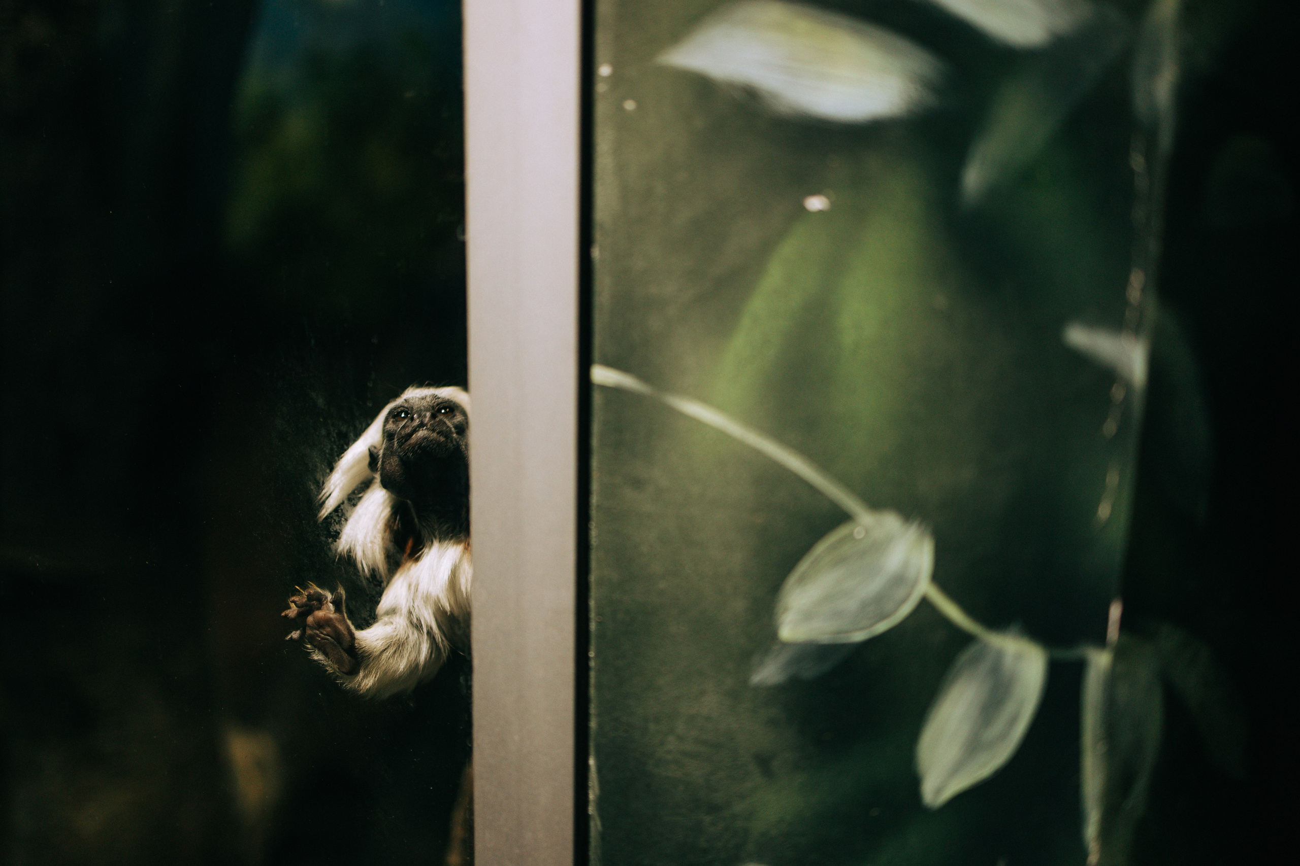 Осень, парк, экзотариум. Свадебный и семейный фотограф в Туле и области Маша Костина