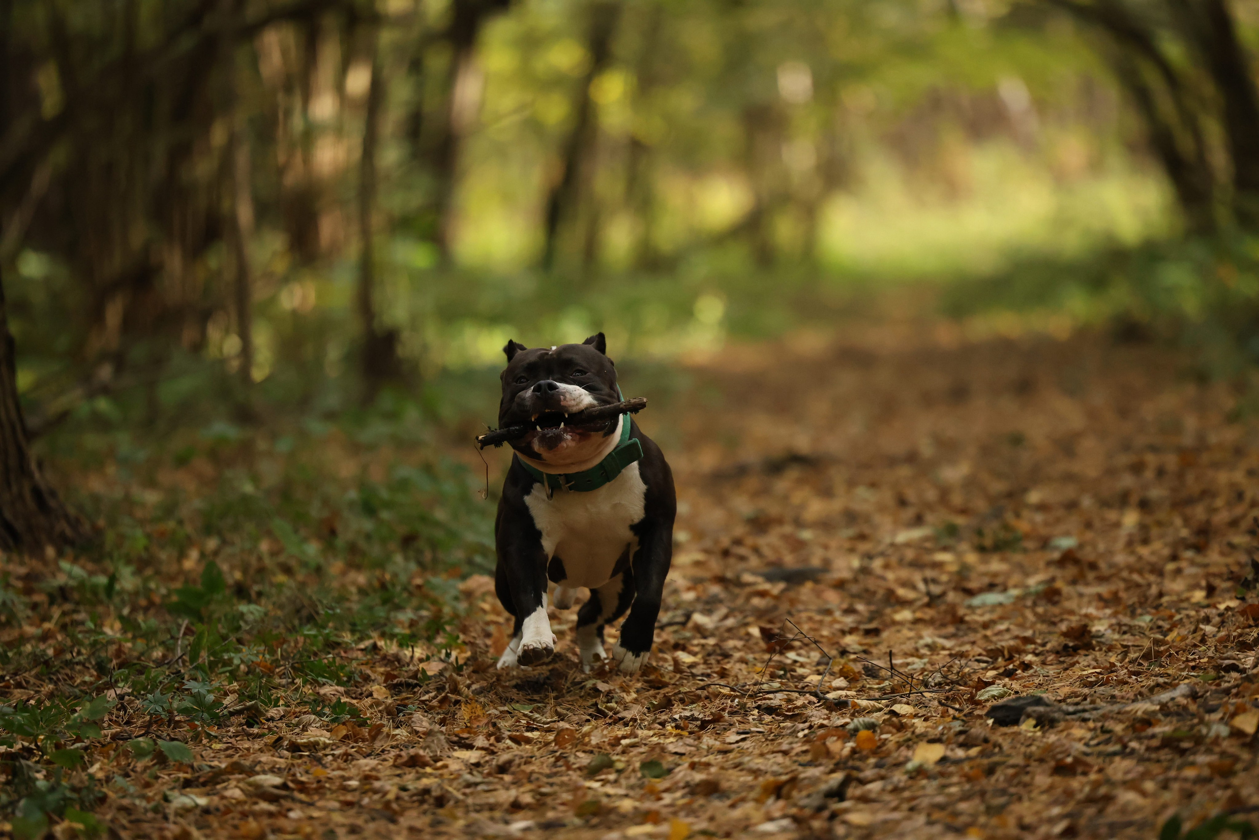Бумер. Виктория Михайловская. Фотограф-анималист. Москва