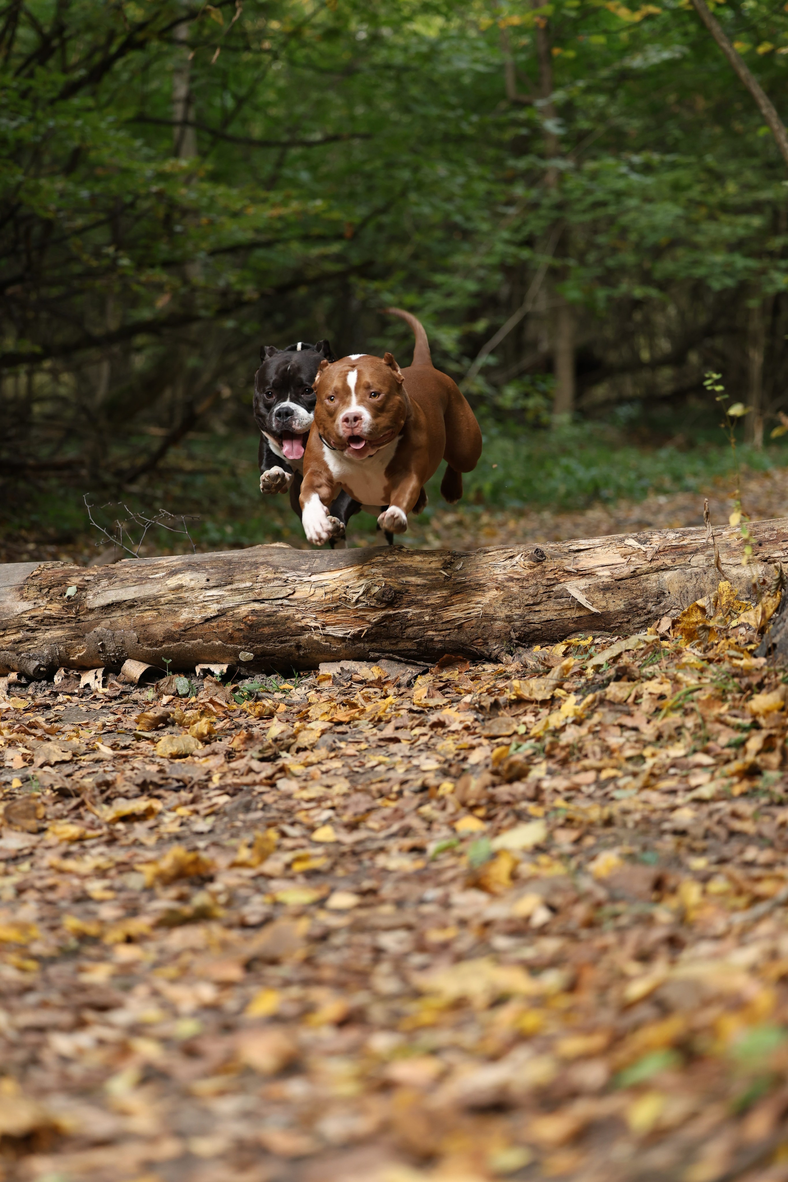 Бумер. Виктория Михайловская. Фотограф-анималист. Москва