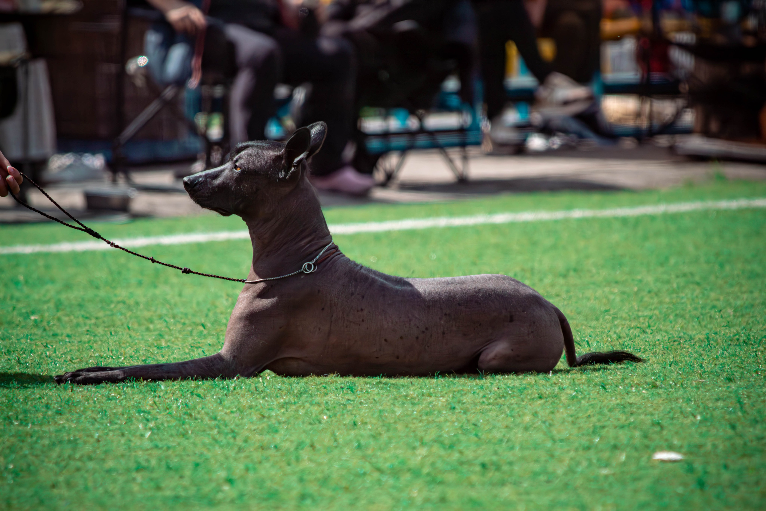 Фотограф анималист для выставки собак в Туле. Фотограф анималист — Тула, Москва