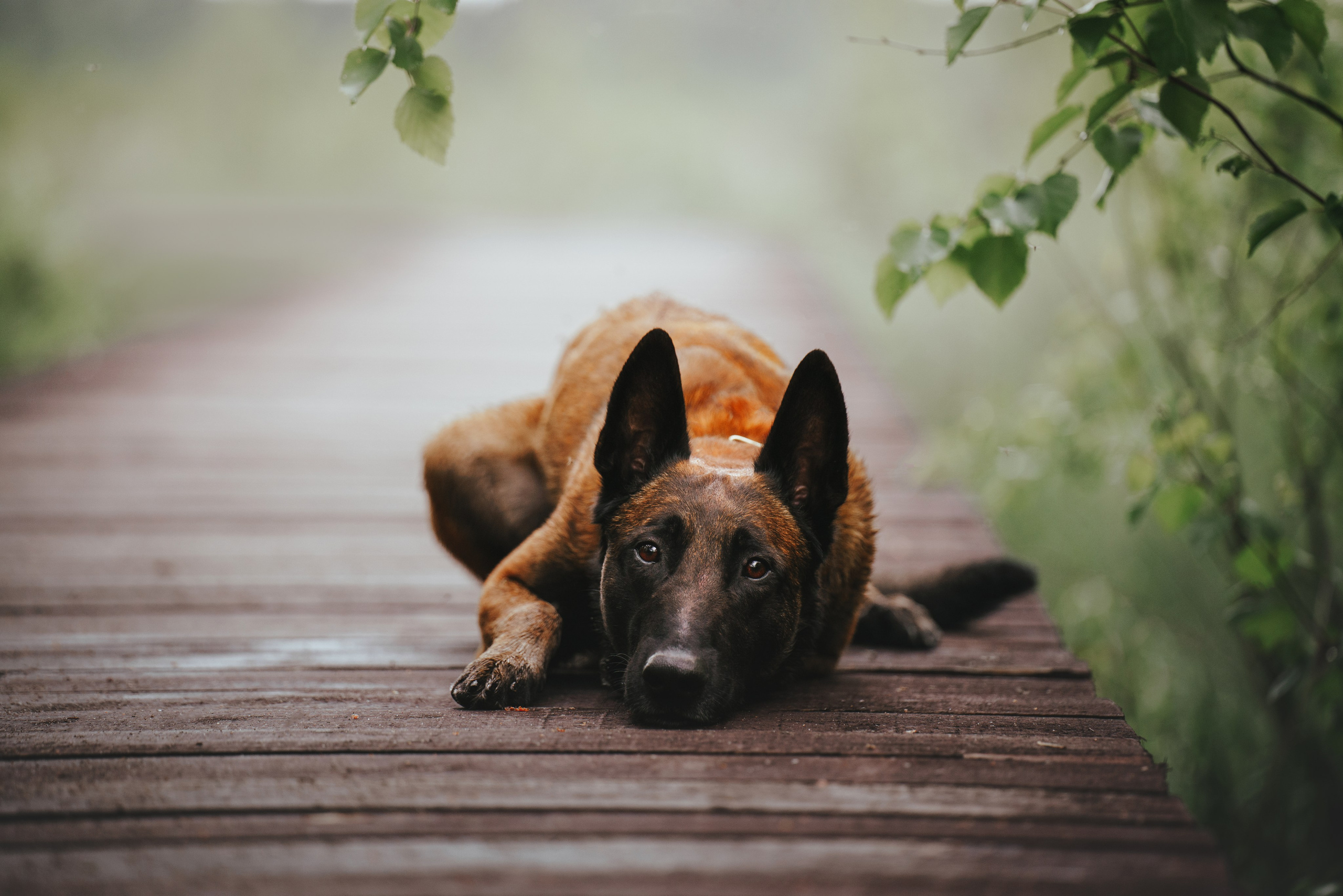 Раш. Фотограф анималист Осипчикова Мария