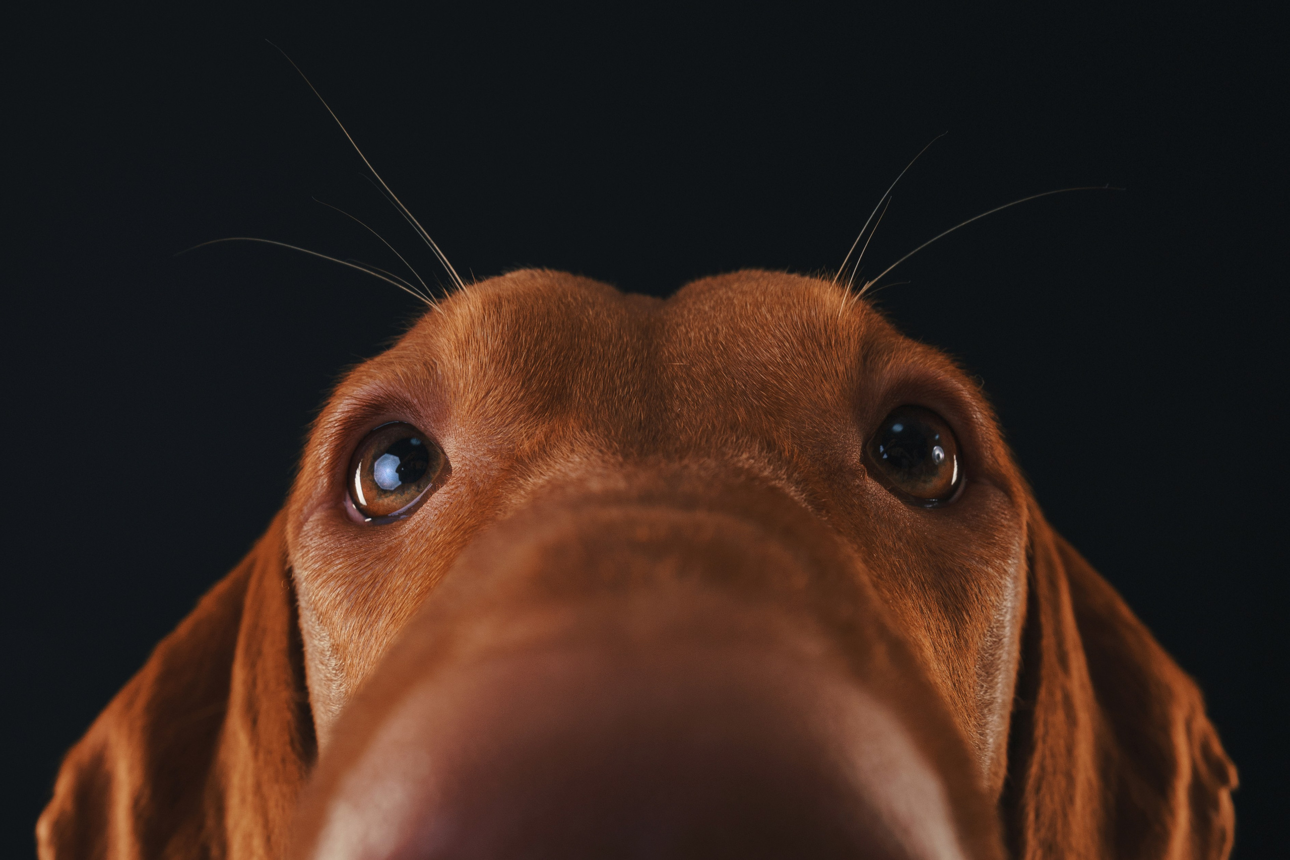 Выжла Гая. Фотограф анималист Осипчикова Мария