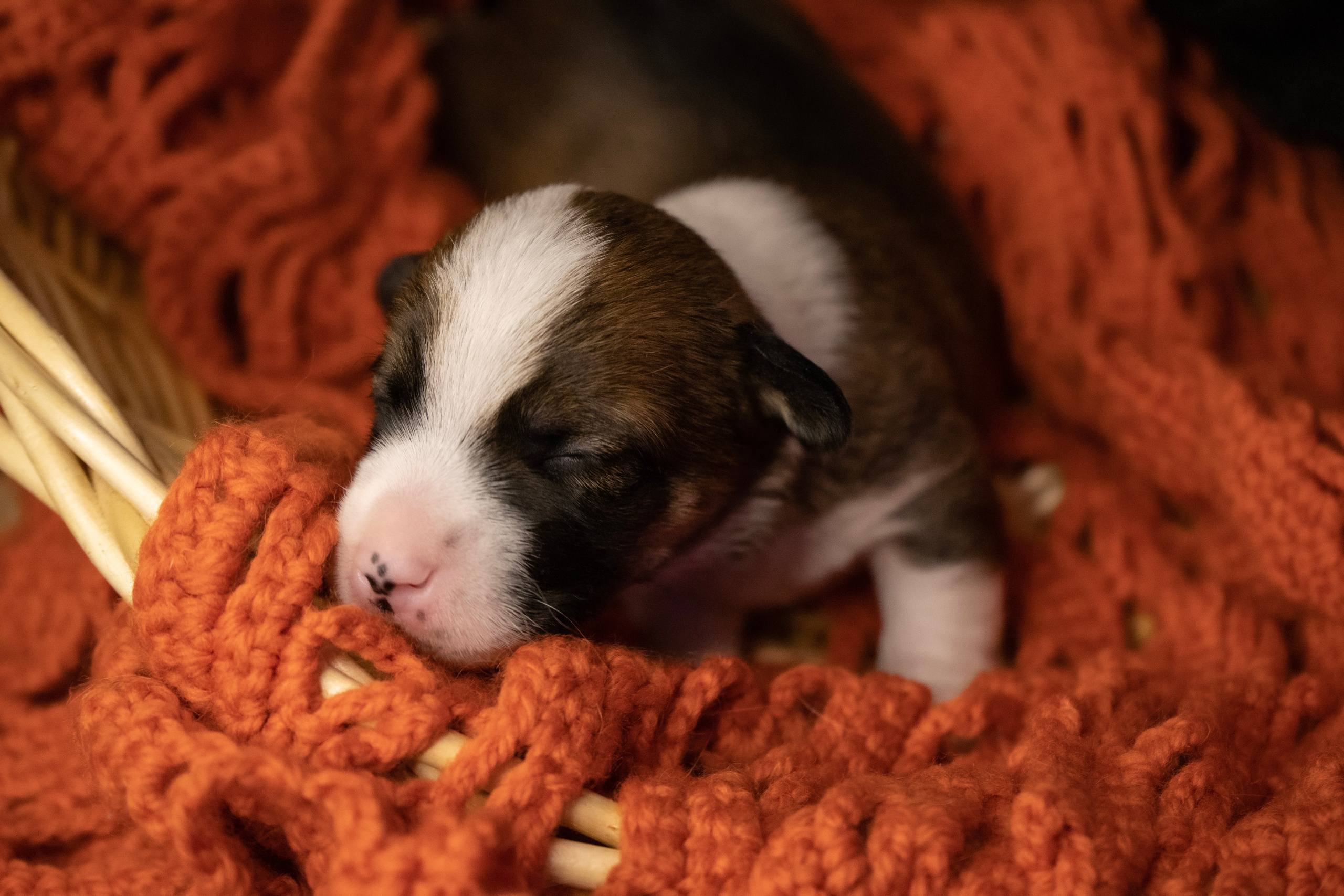 Фотосессии Пушистиков. Фотограф в Санкт-Петербурге Виктория Барышникова