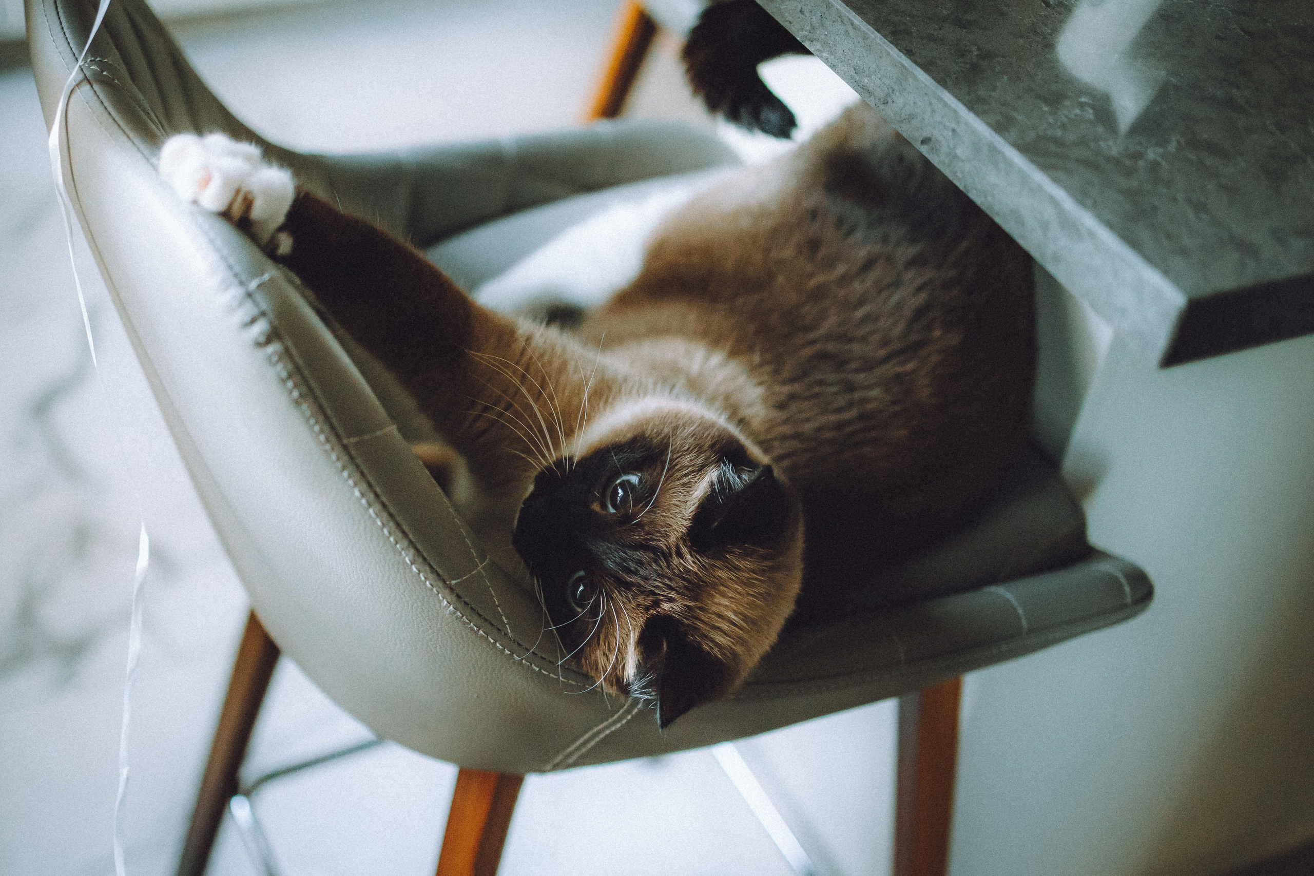 Наташа, Маруся и Зефир