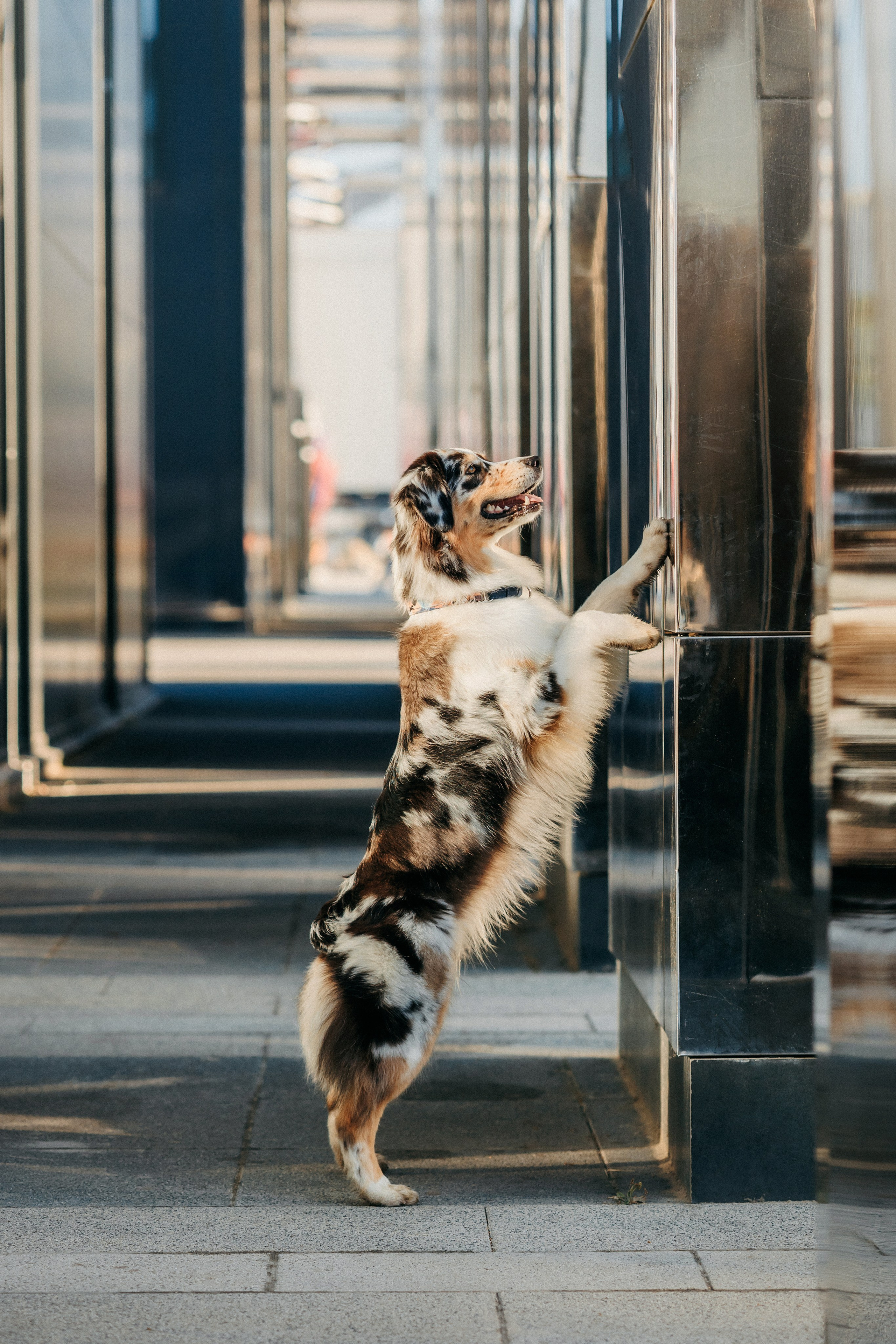 Аня, Чарли и Ева. Фотограф-анималист Елена Радченко, Москва