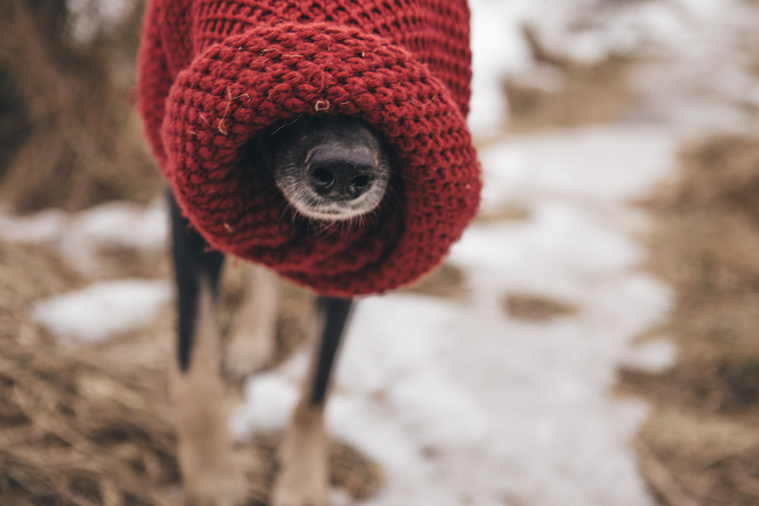 A cinematic tale of true love and unbreakable friendship between a man and a dog. Portrait, family and pet photographer in Cyprus, Ksenia Bourdelle