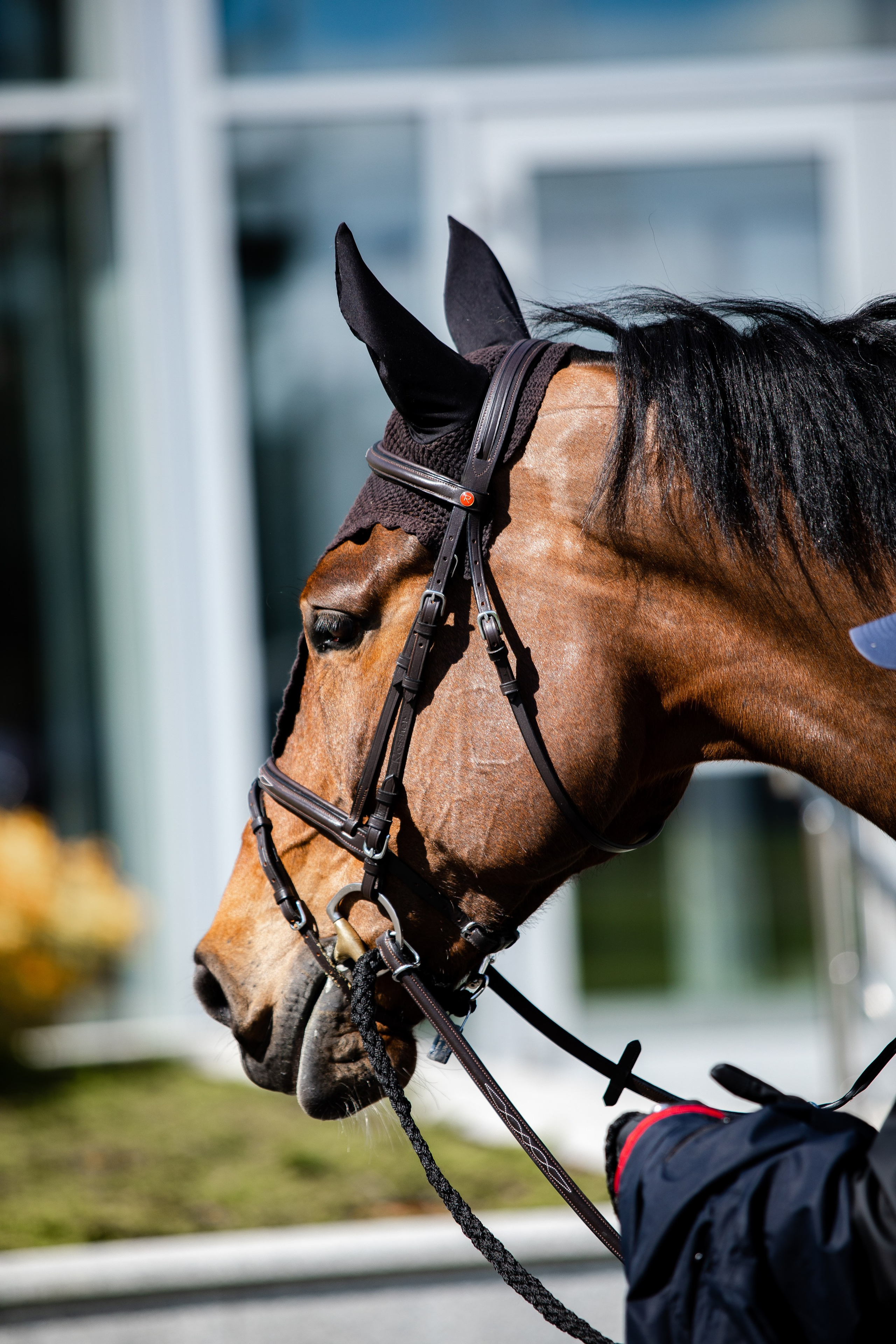 Турниры. Veronika Makeeva horse photo
