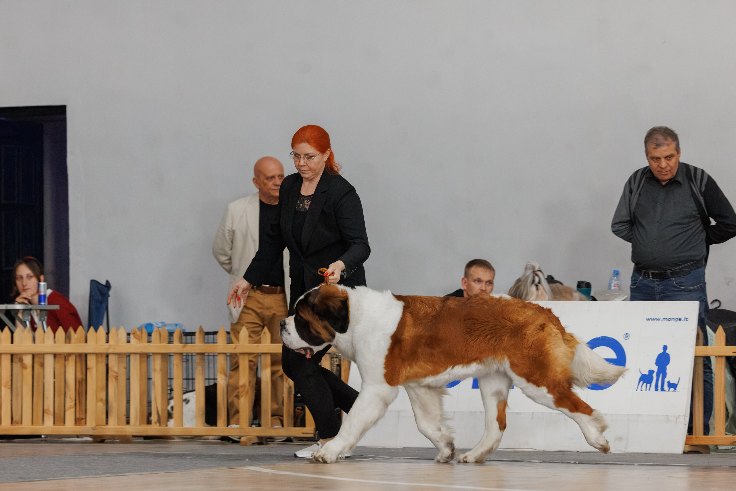 Ереван 2х CACIB 29-30.04.2025. Фотограф-анималист Юлия Германика