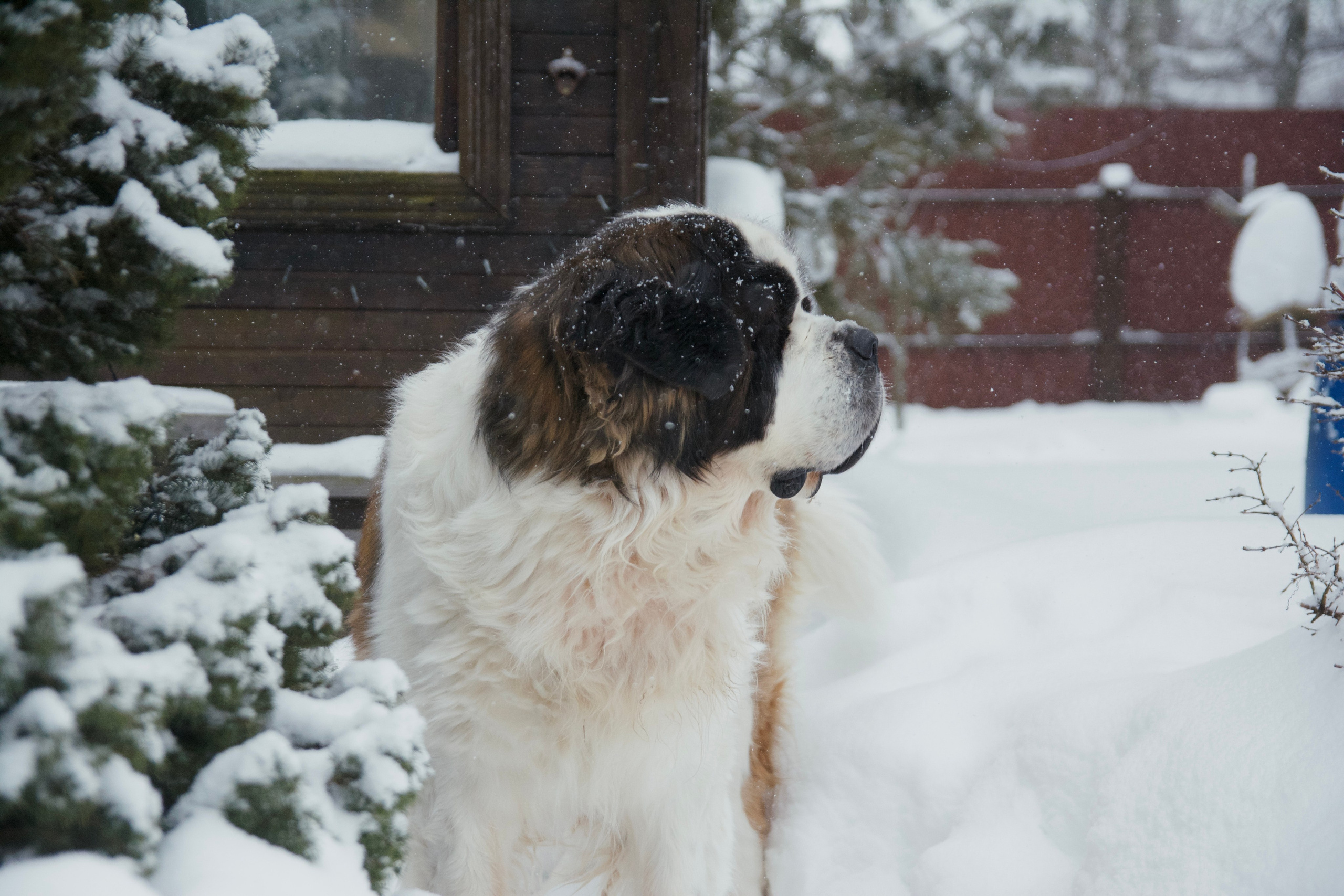Сенбернар Бетховен. F/8 and be there — оказаться в нужном месте и поймать момент