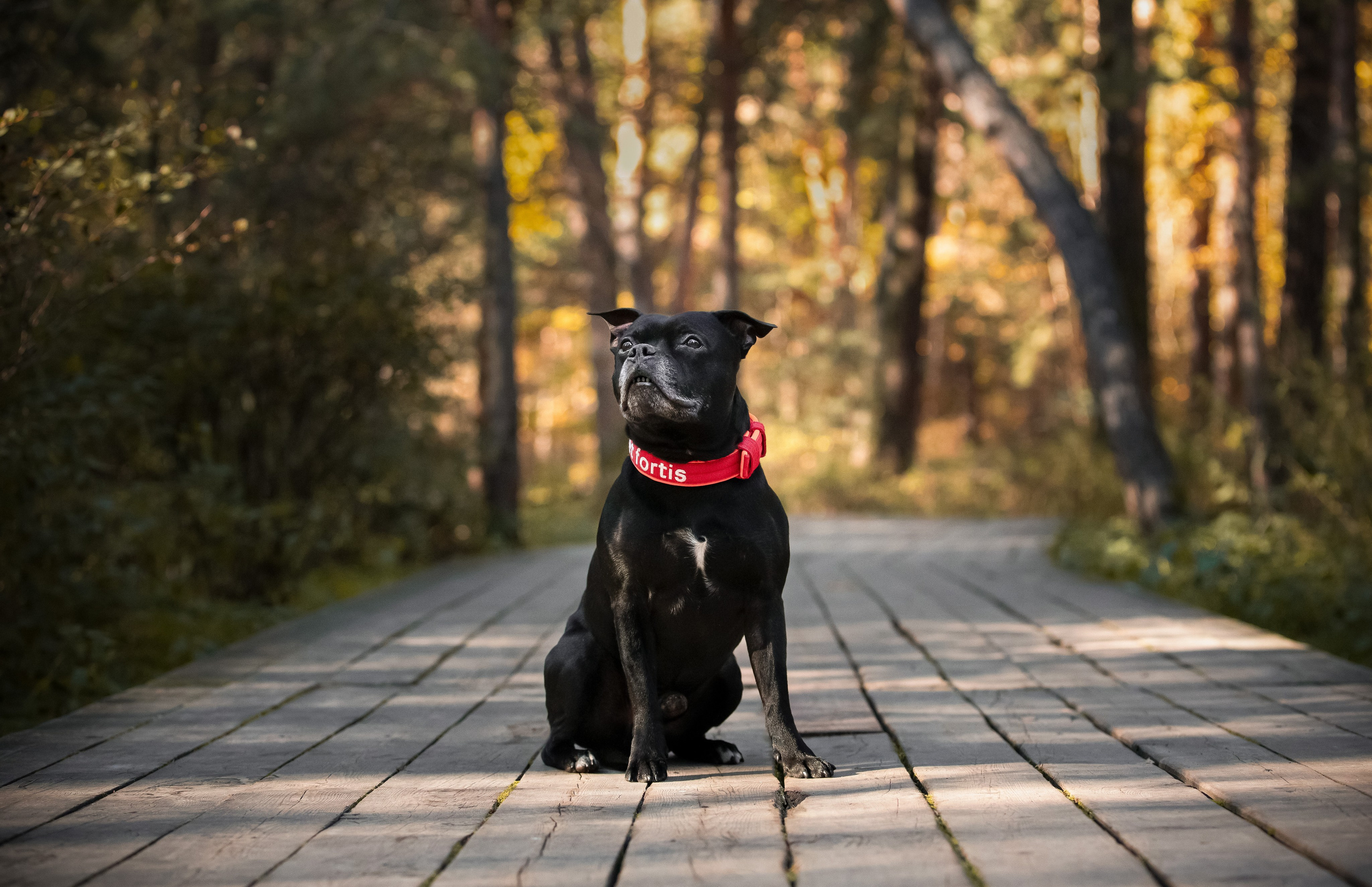 Владимир, Мария и Кох. Фотограф-анималист Смирнова Клеопатра|Москва