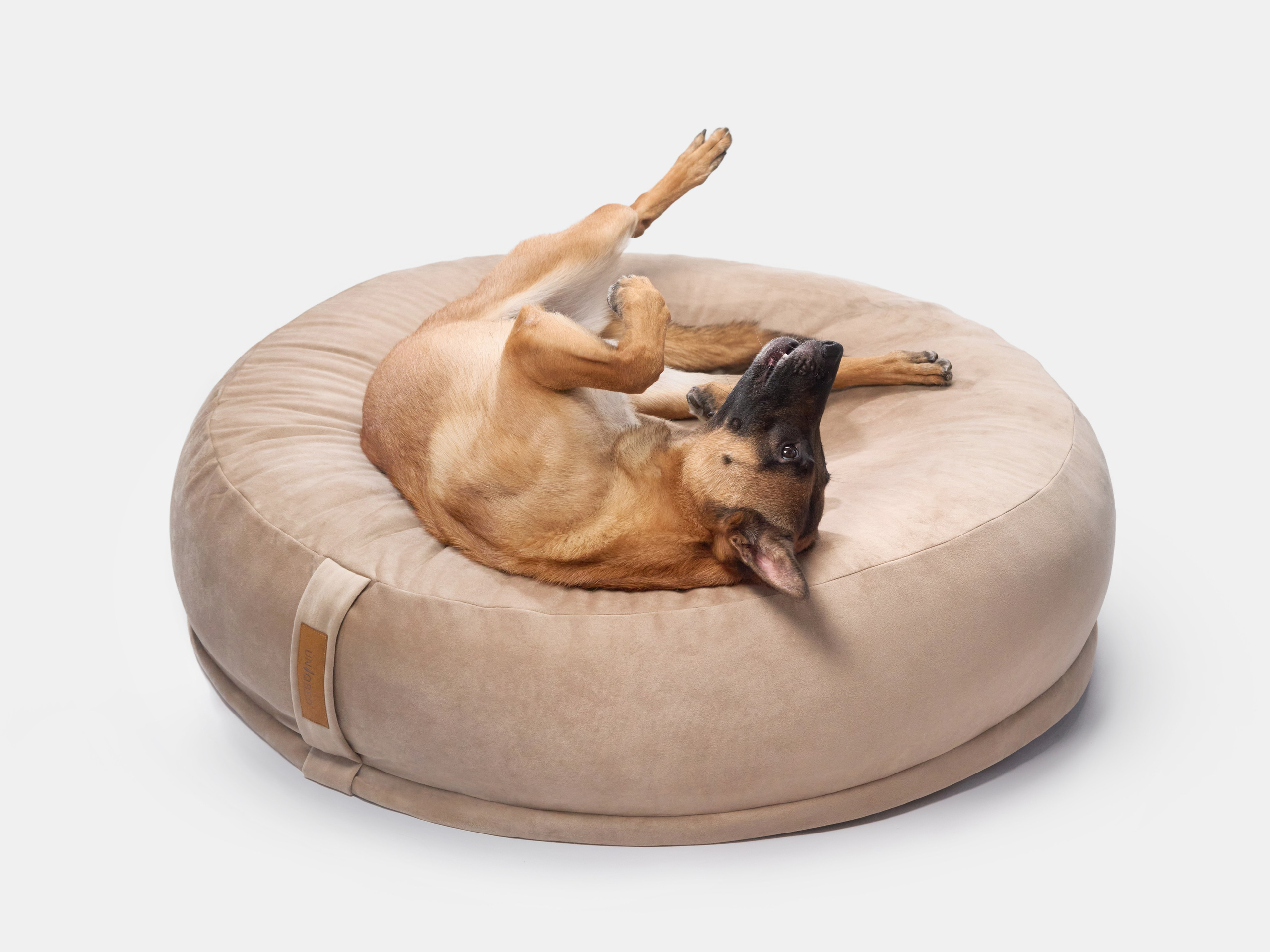 Advertising shooting with animals. Pets in advertising. Dog photographer Averianova Anna — Art photography of dogs