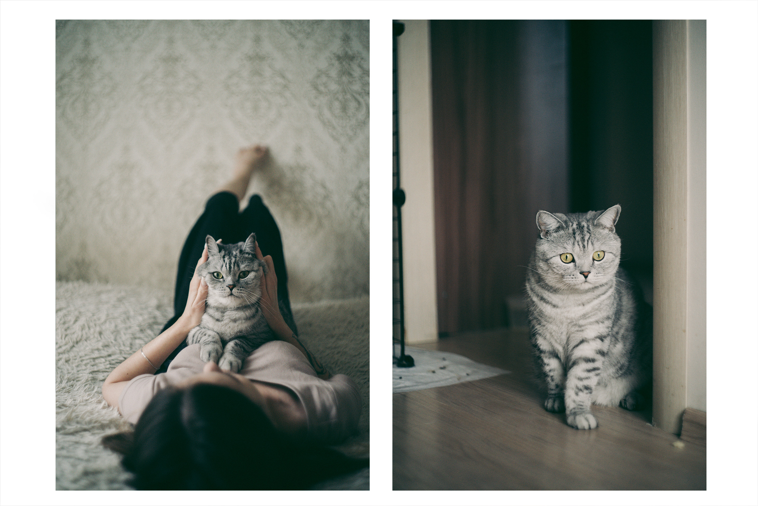 Я котик, ты котик. Фотограф Владимир Орлов