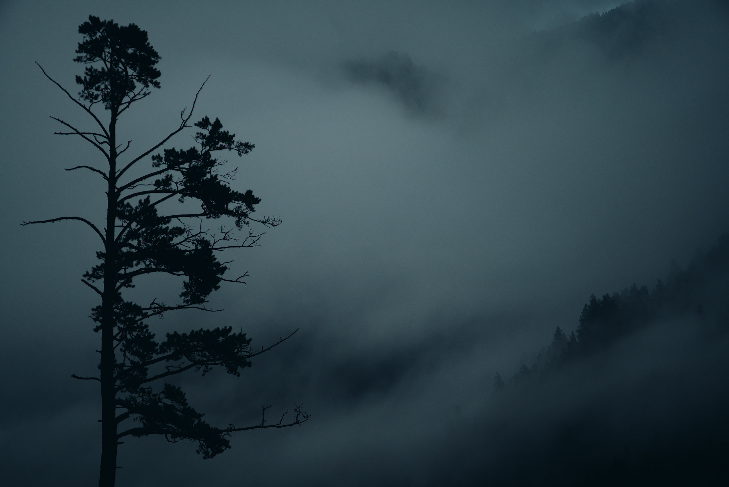 Алтай, август 2023, туманчик. Фотограф Владимир Орлов