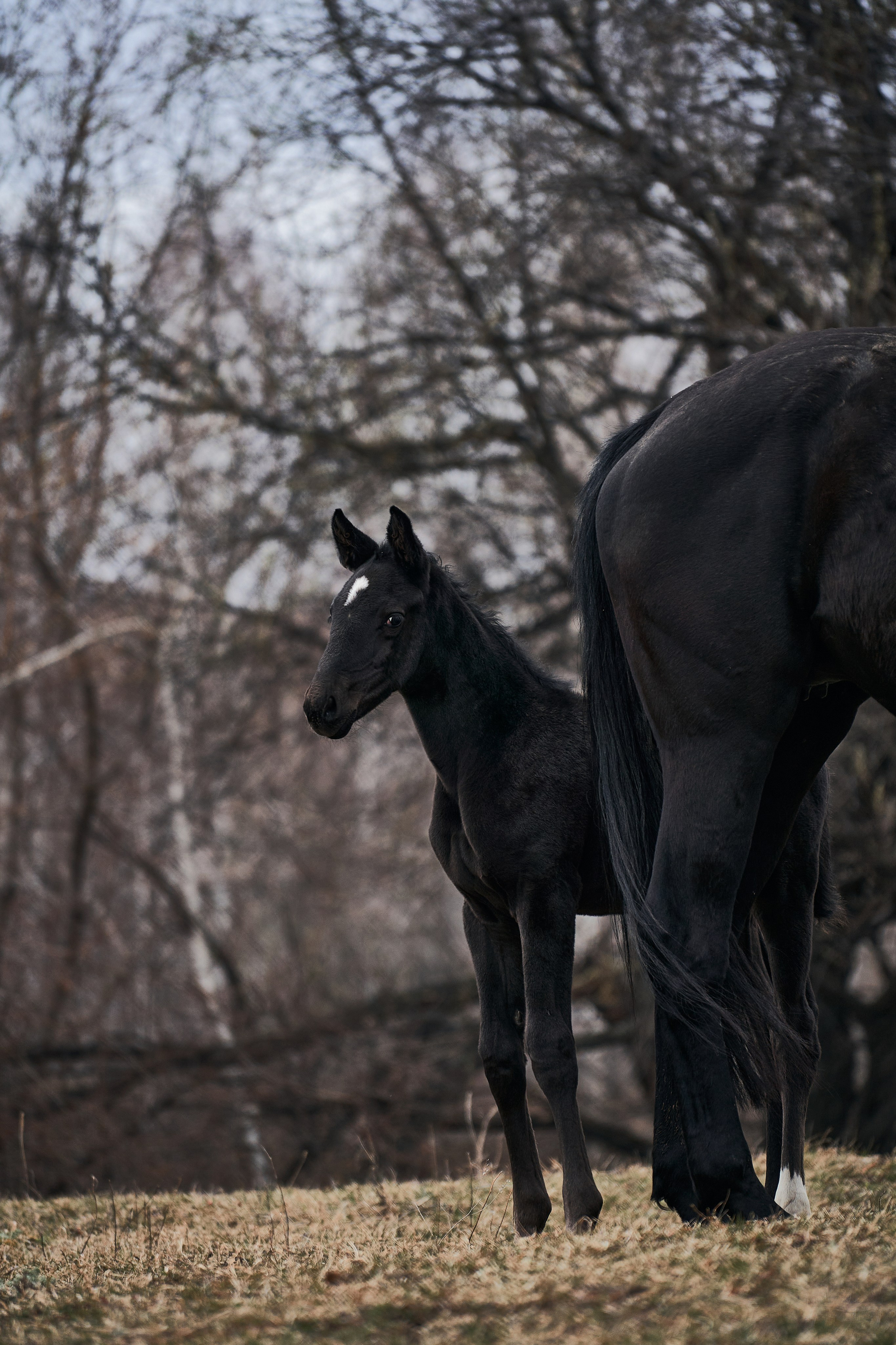 Деспина Хит, спортивная помесь, КСОЦ «Свобода». Фотосессии с лошадьми в Москве, Новосибирске