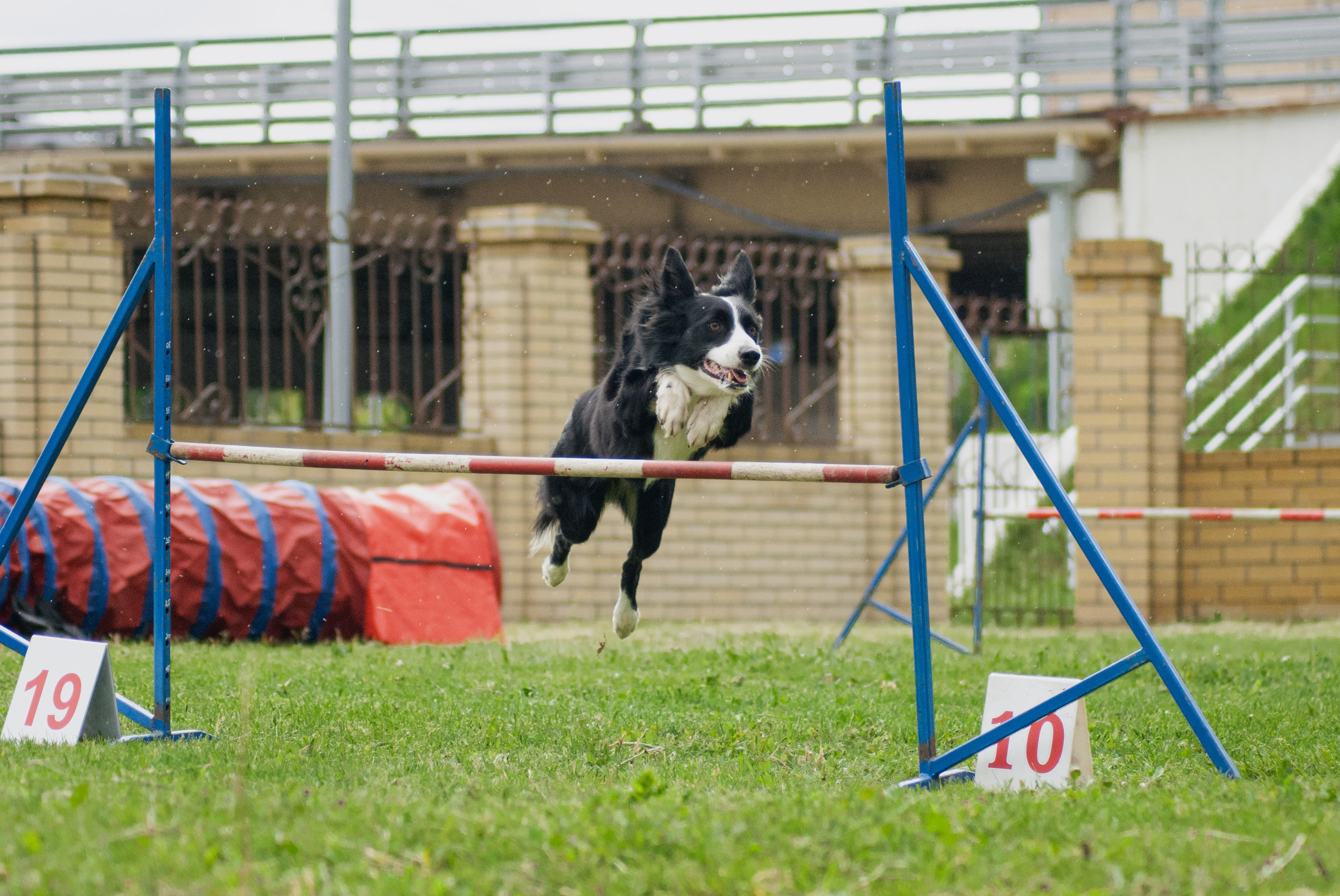 Аджилити. Фотограф в Тюмени Лизавета Сапицкая