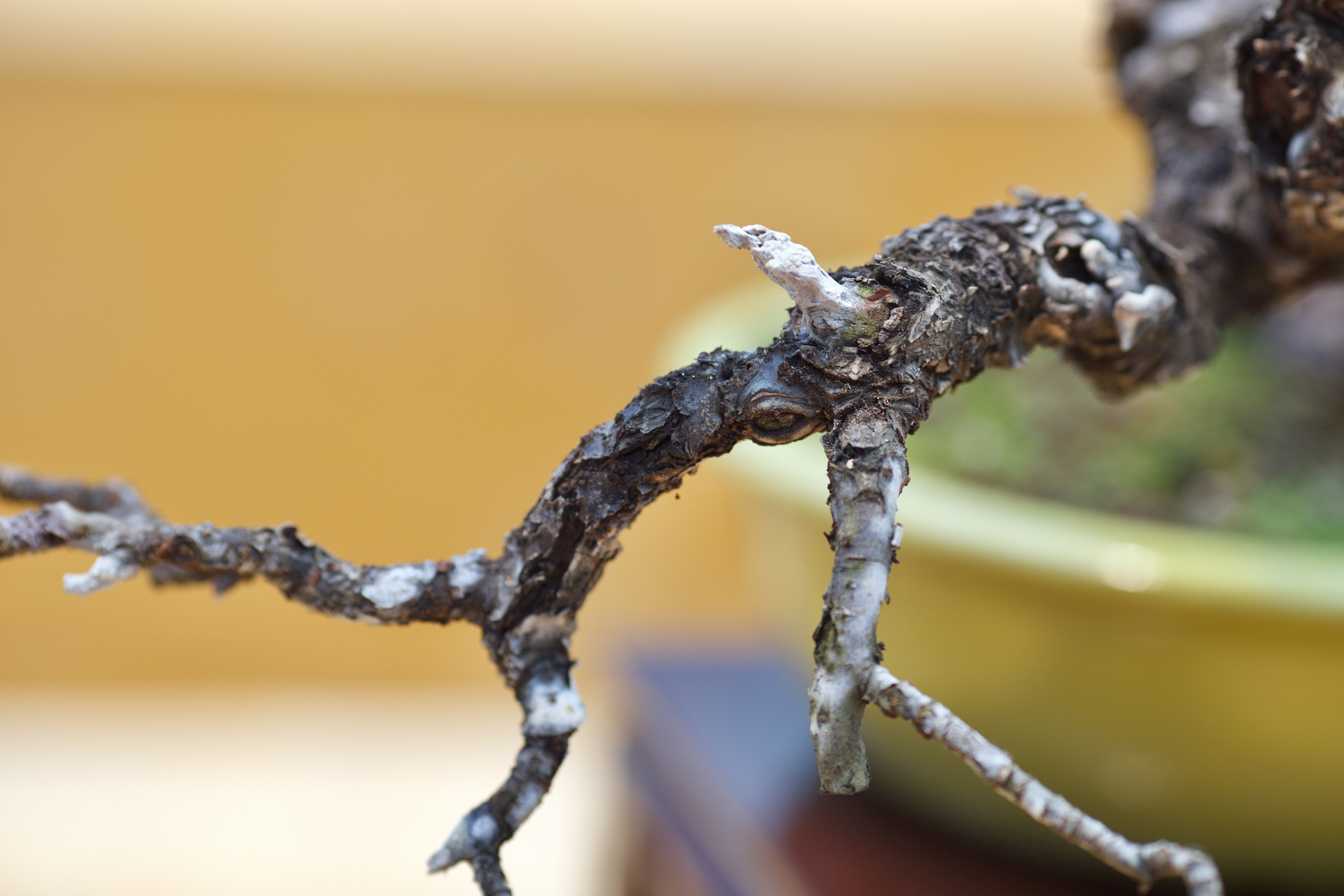 Бонсай сливы умэ. Школьные выпускные альбомы в Москве Марина Николаева