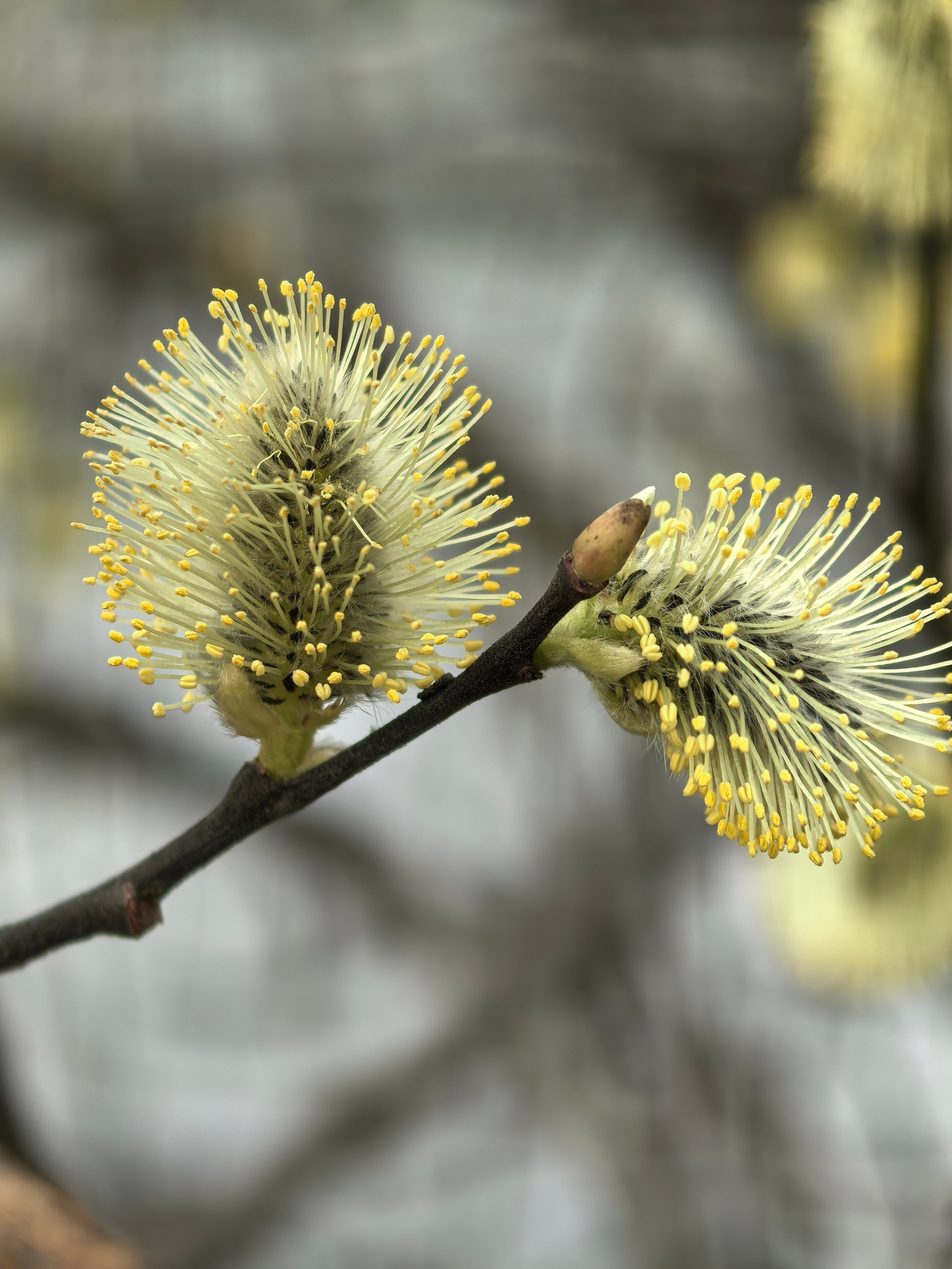 ПочтиМАКРО. Школьные выпускные альбомы в Москве Марина Николаева