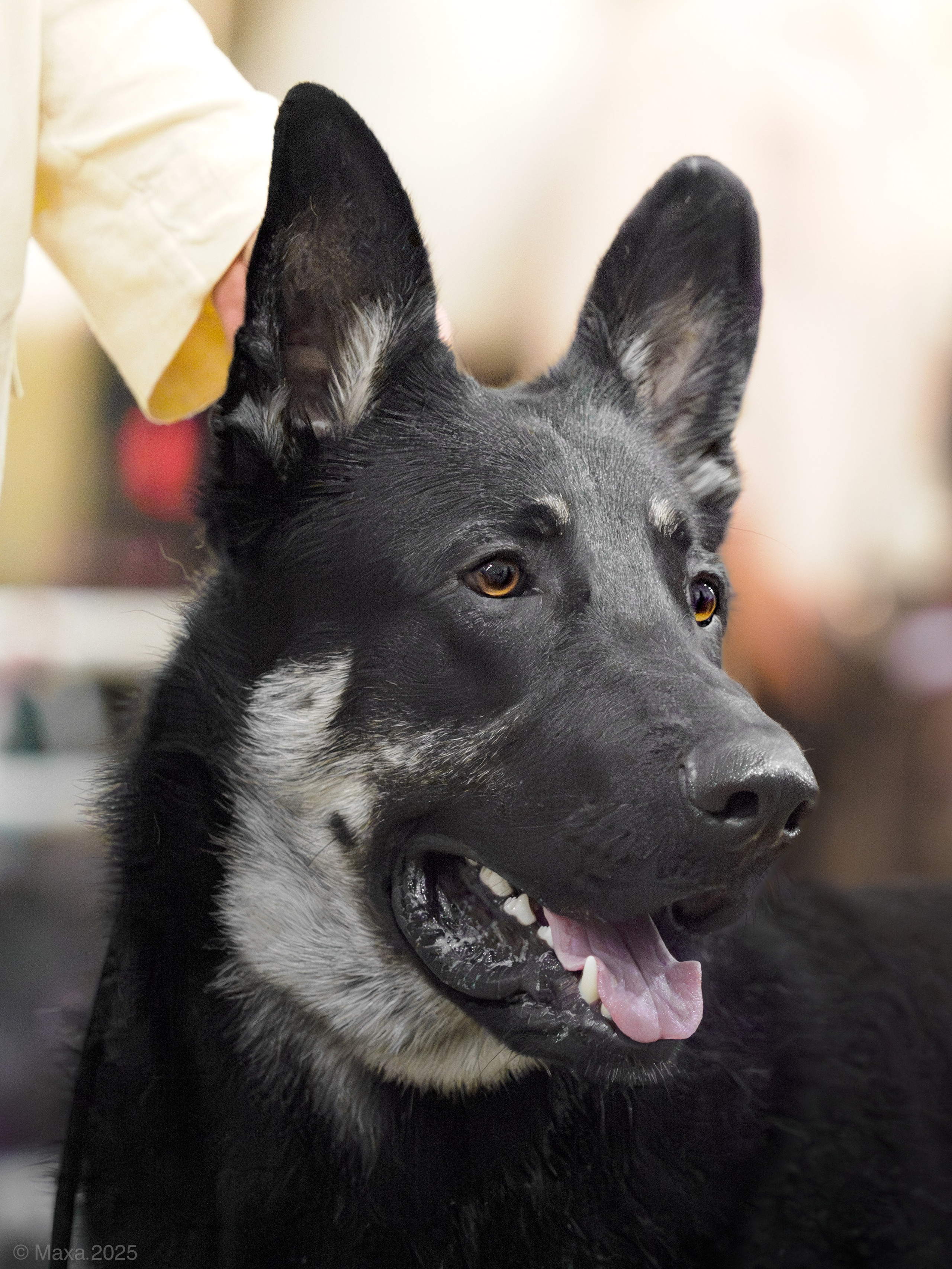 Репортажная съемка выставок. Фотограф анималист Тюгаева Мария