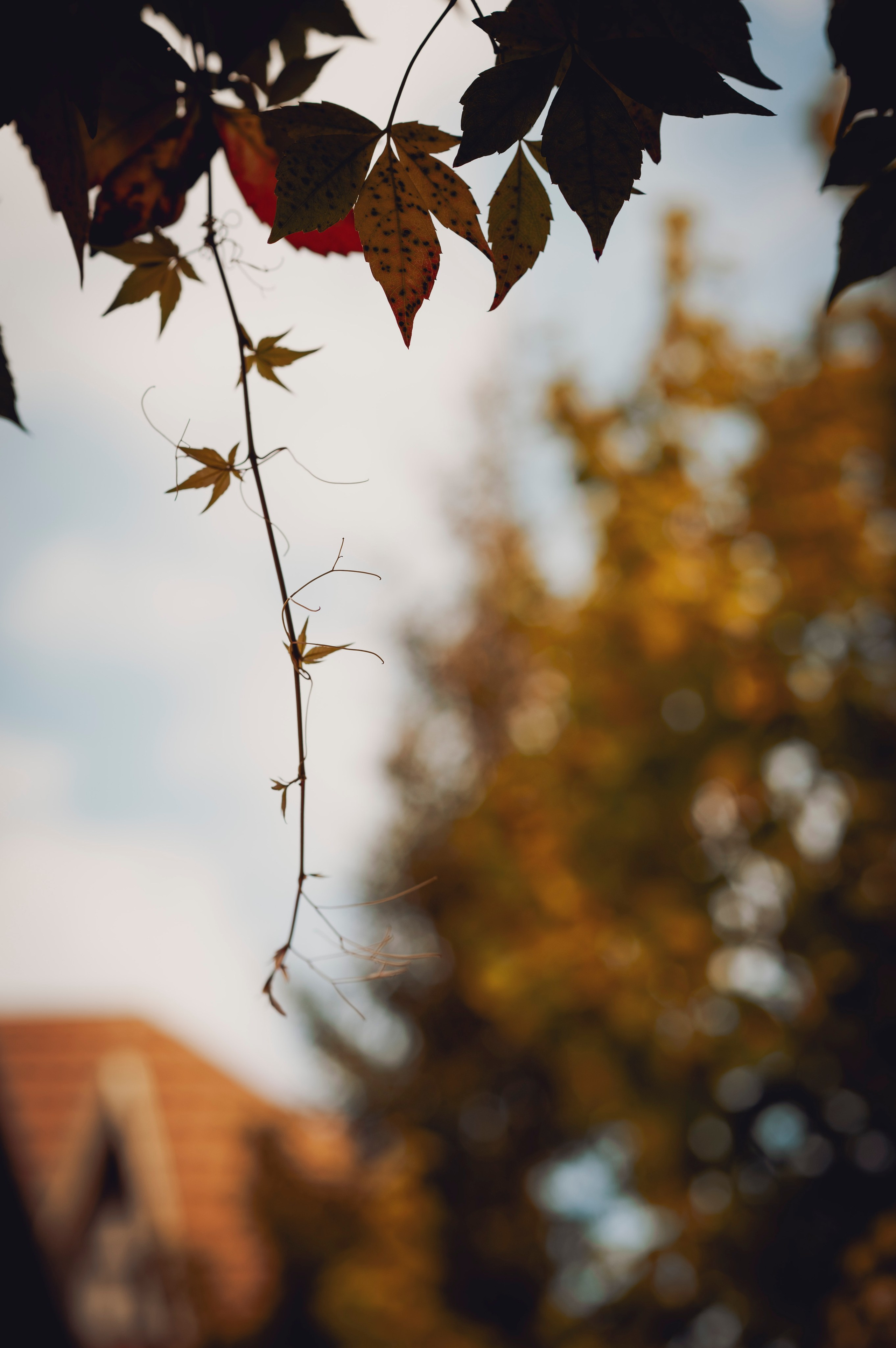 Осень во всей красе. Анна Боровикова, фотограф Пушкино