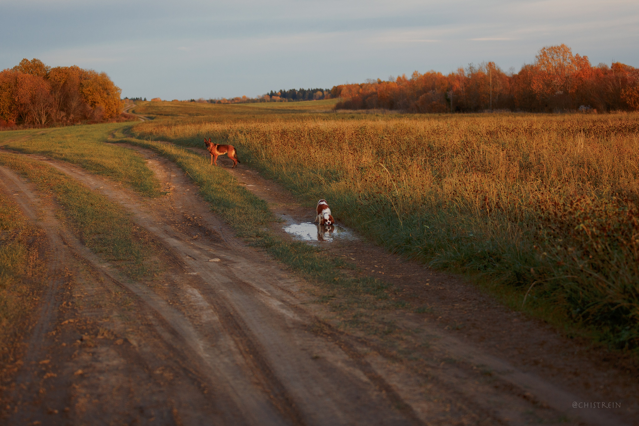 Октябрьский закат в полях. Алина и Лео. Фотограф-анималист Наталия Чистюхина в г. Сосновый Бор и ЛО