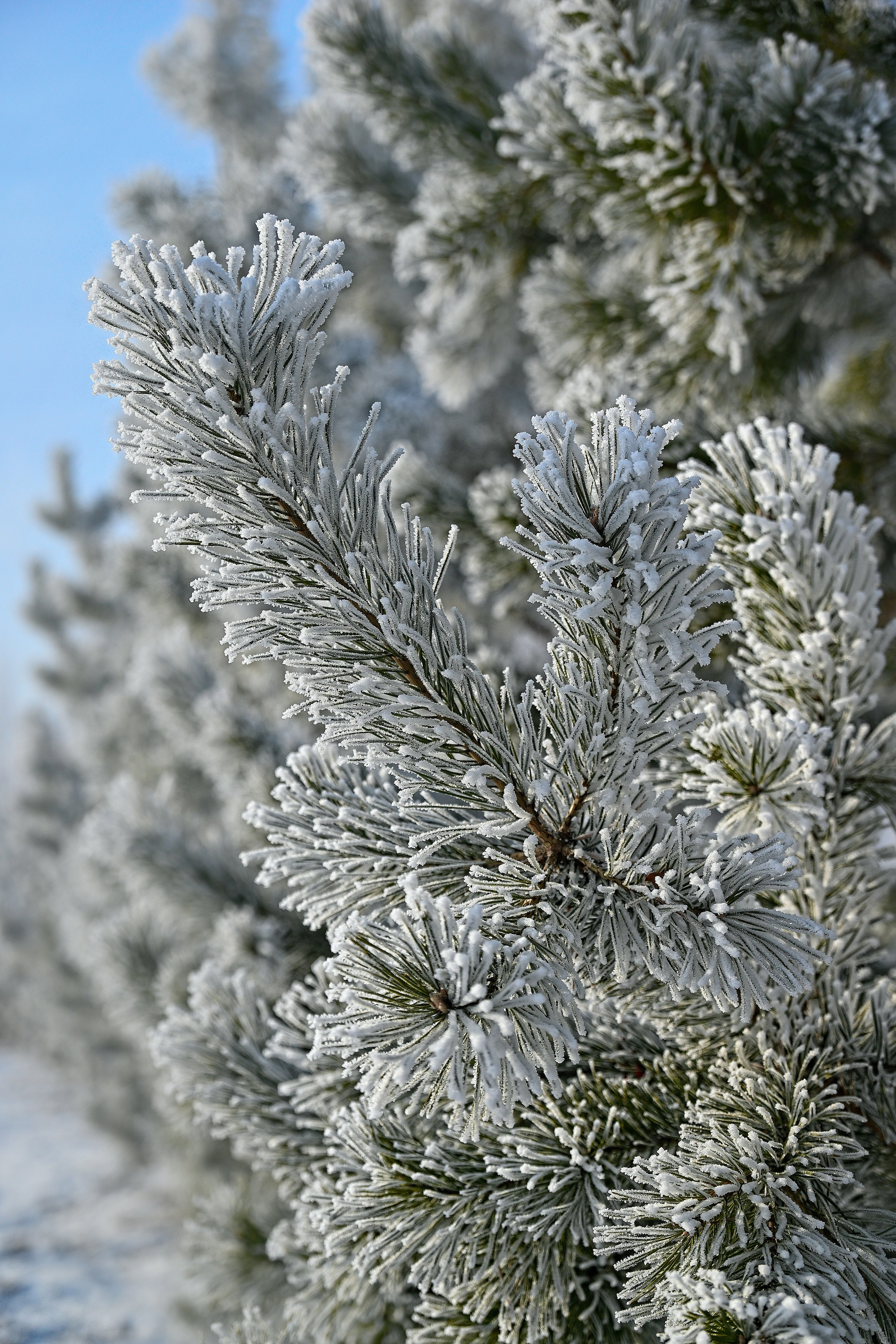 Сибирская зима прекрасна!. FotoGraf